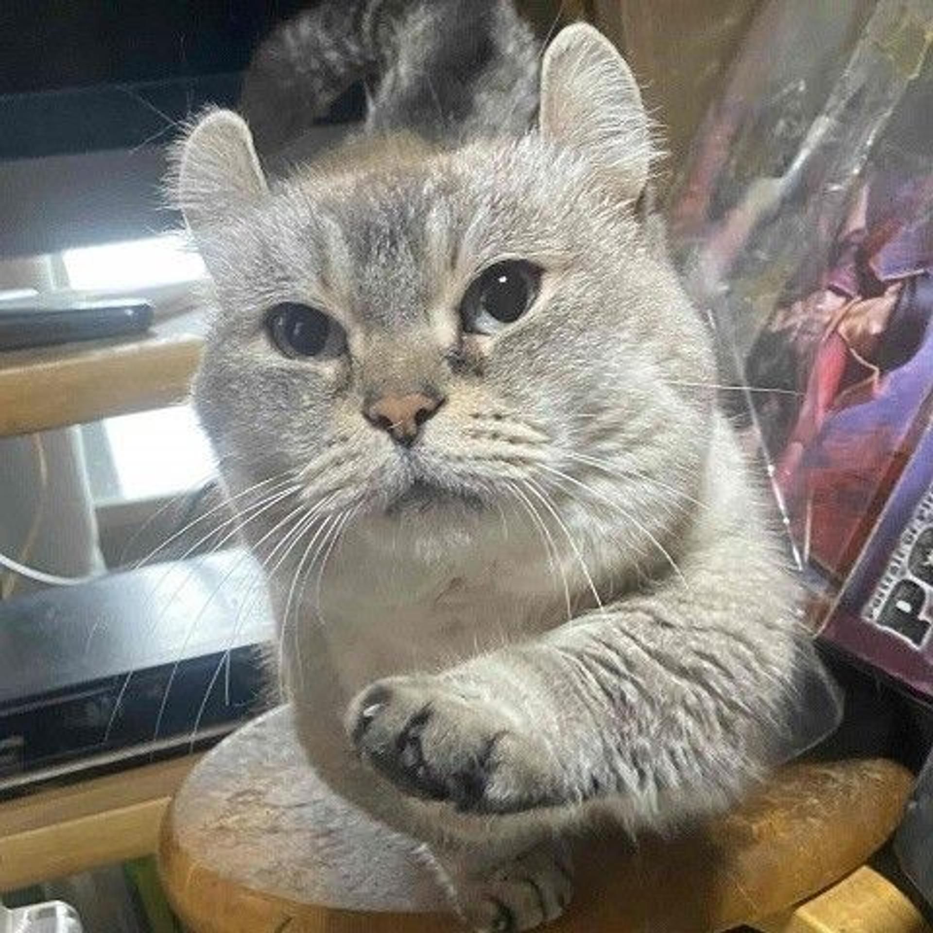 pet-image-3