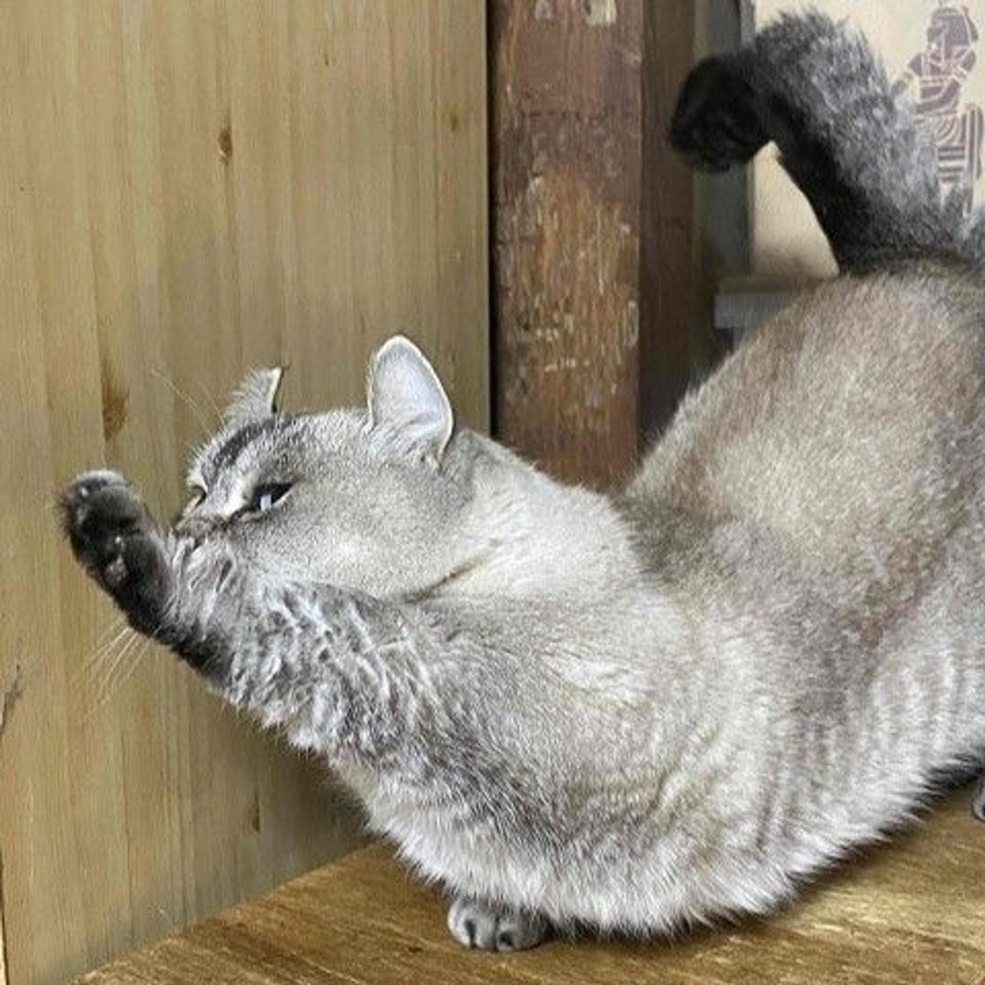 pet-image-4