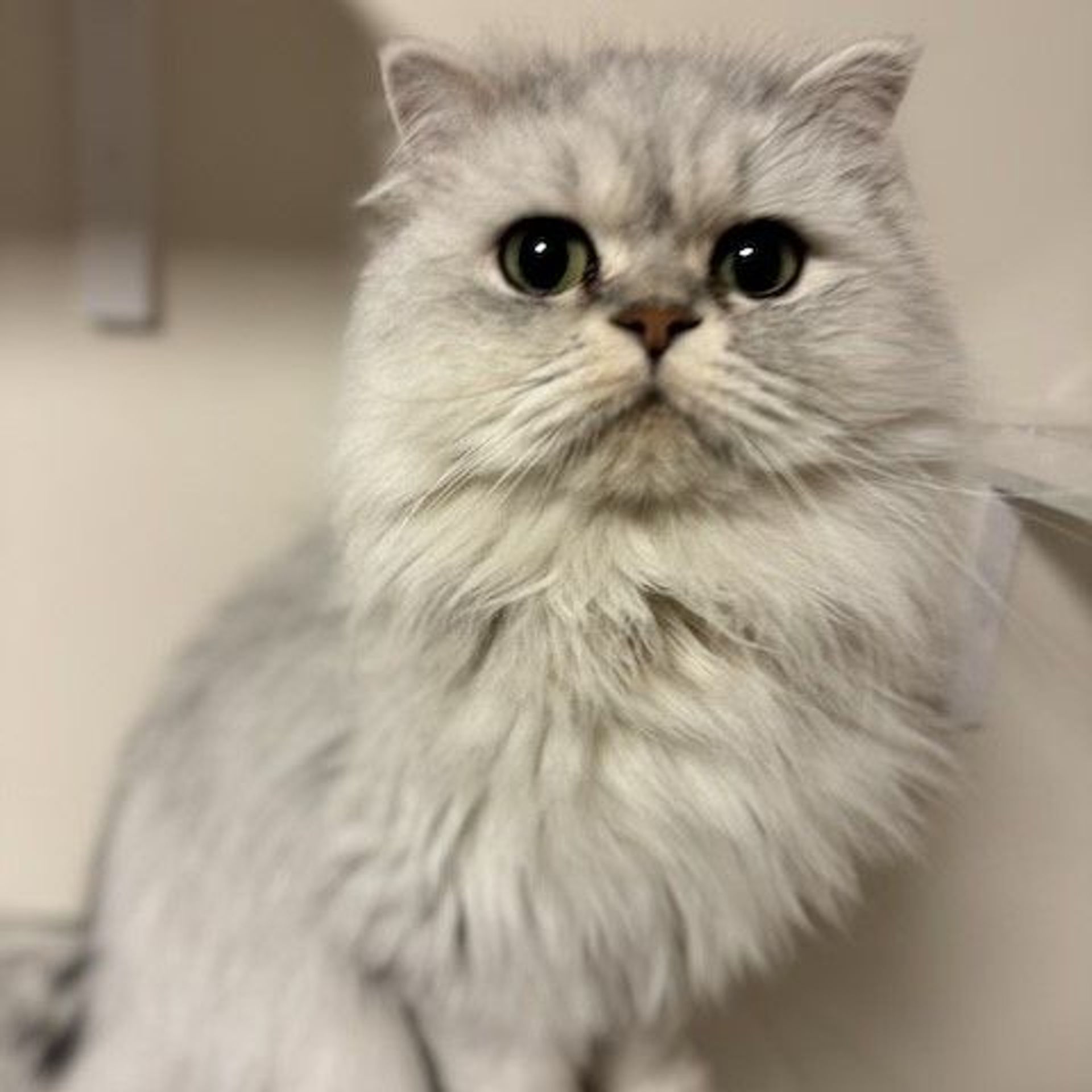 ペルシャ・オスの里親募集の写真