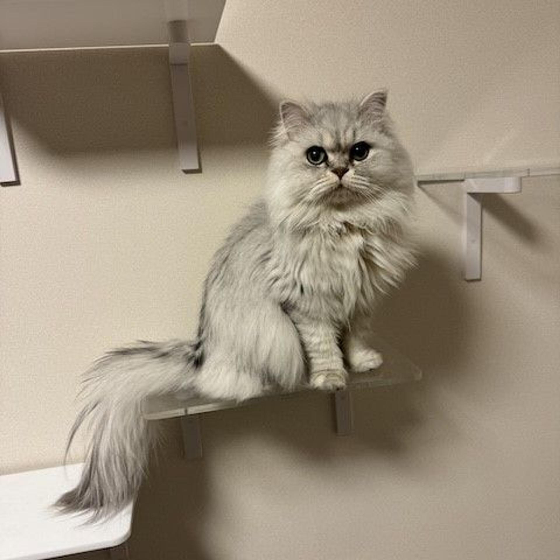 pet-image-2