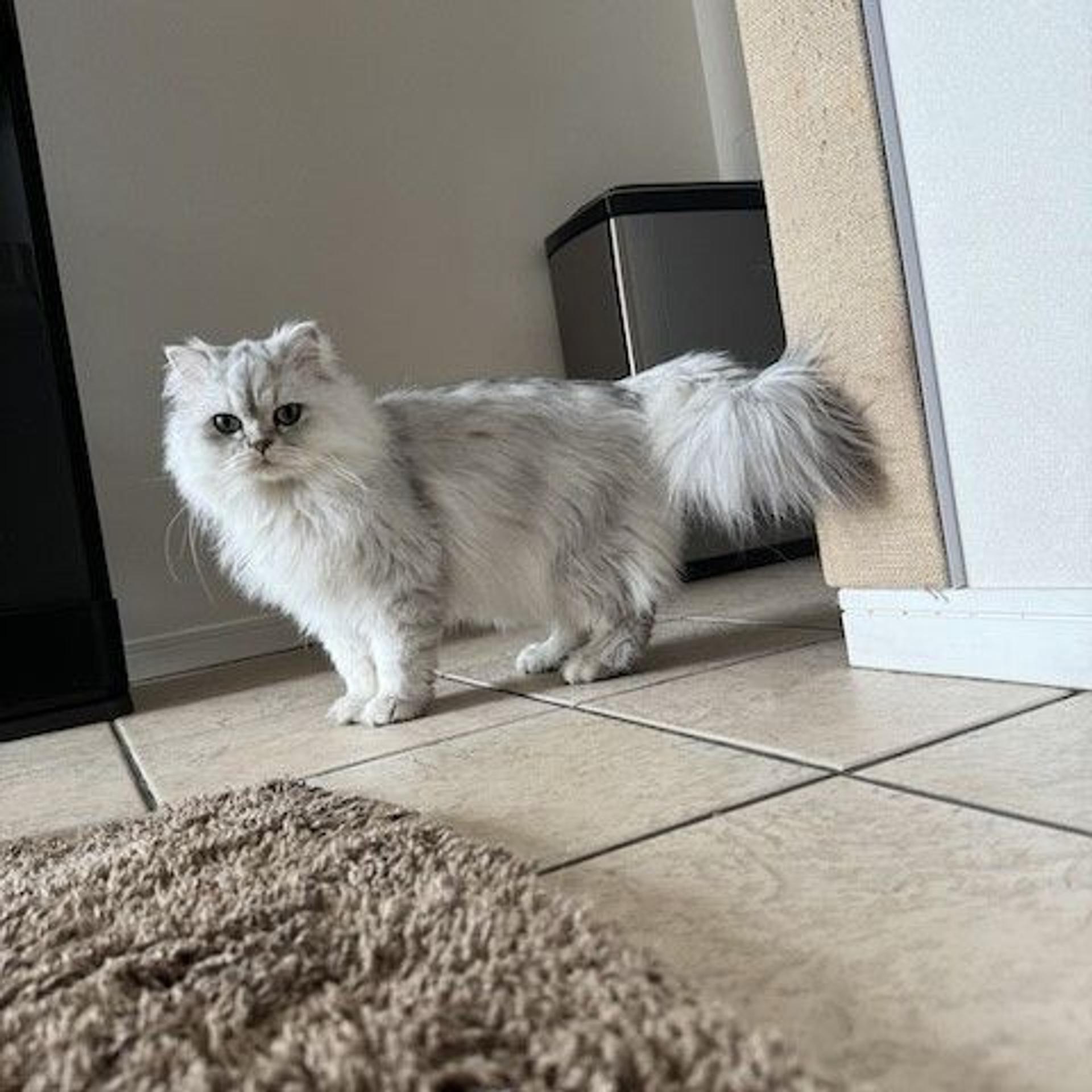 pet-image-3