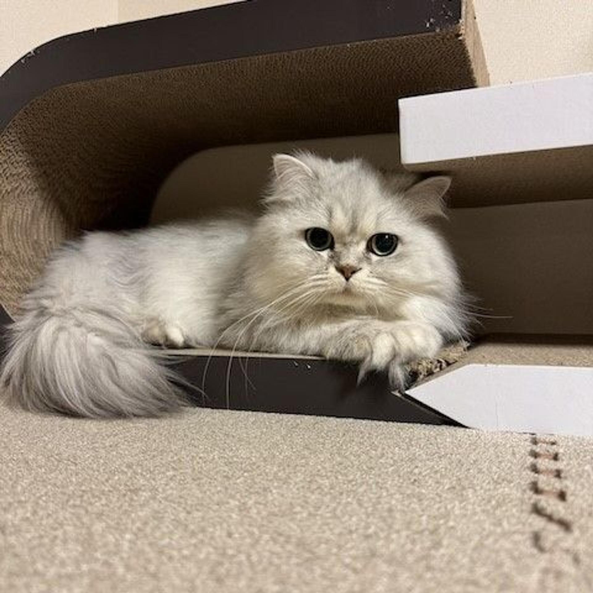 pet-image-4