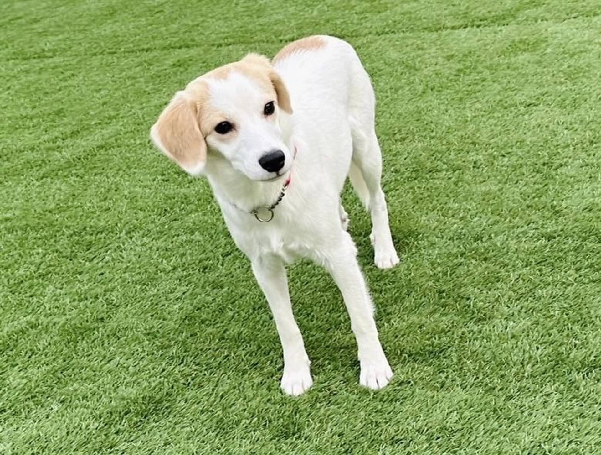 雑種（ミックス犬）・メスの里親募集の写真