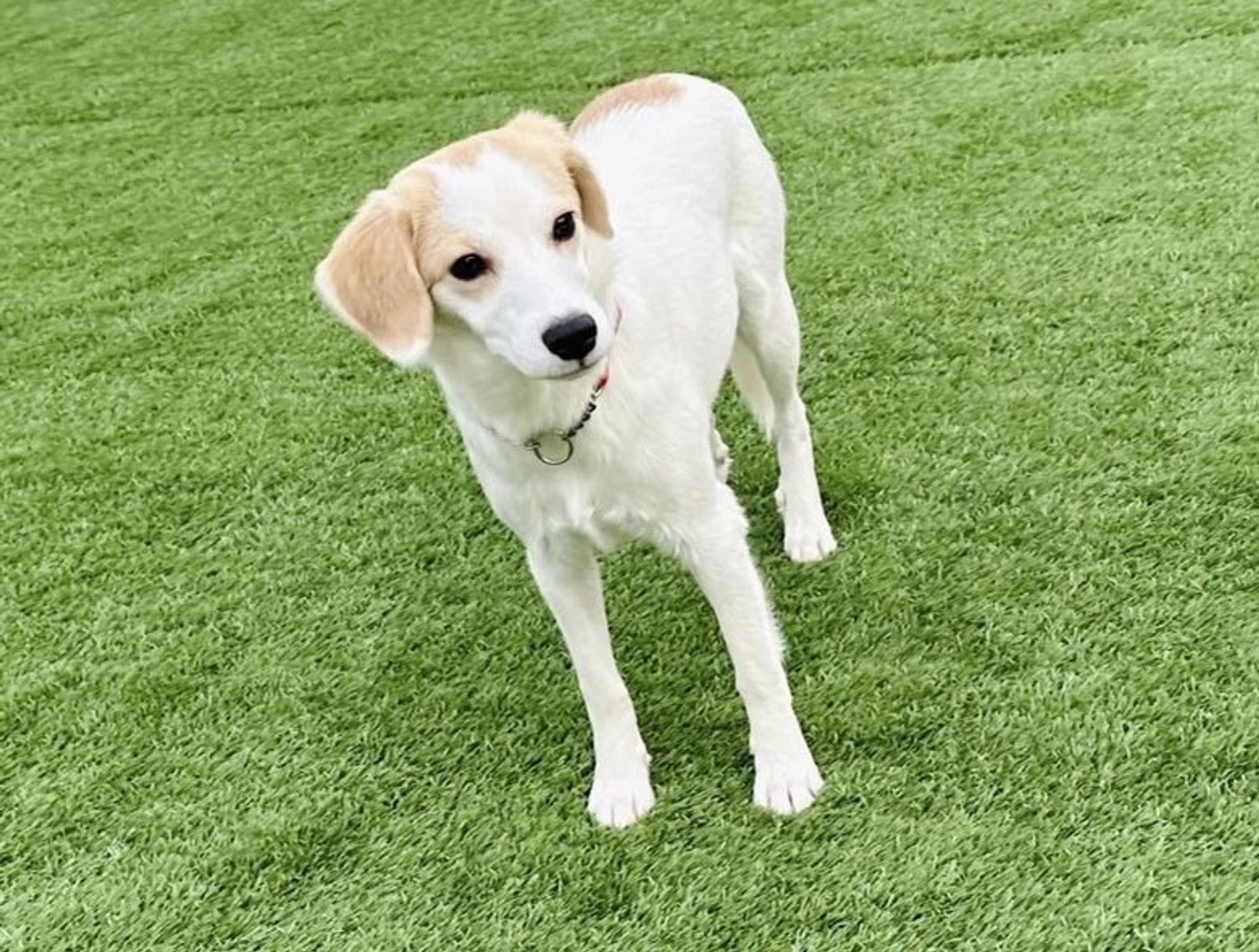 雑種（ミックス犬）・メスの里親募集の写真