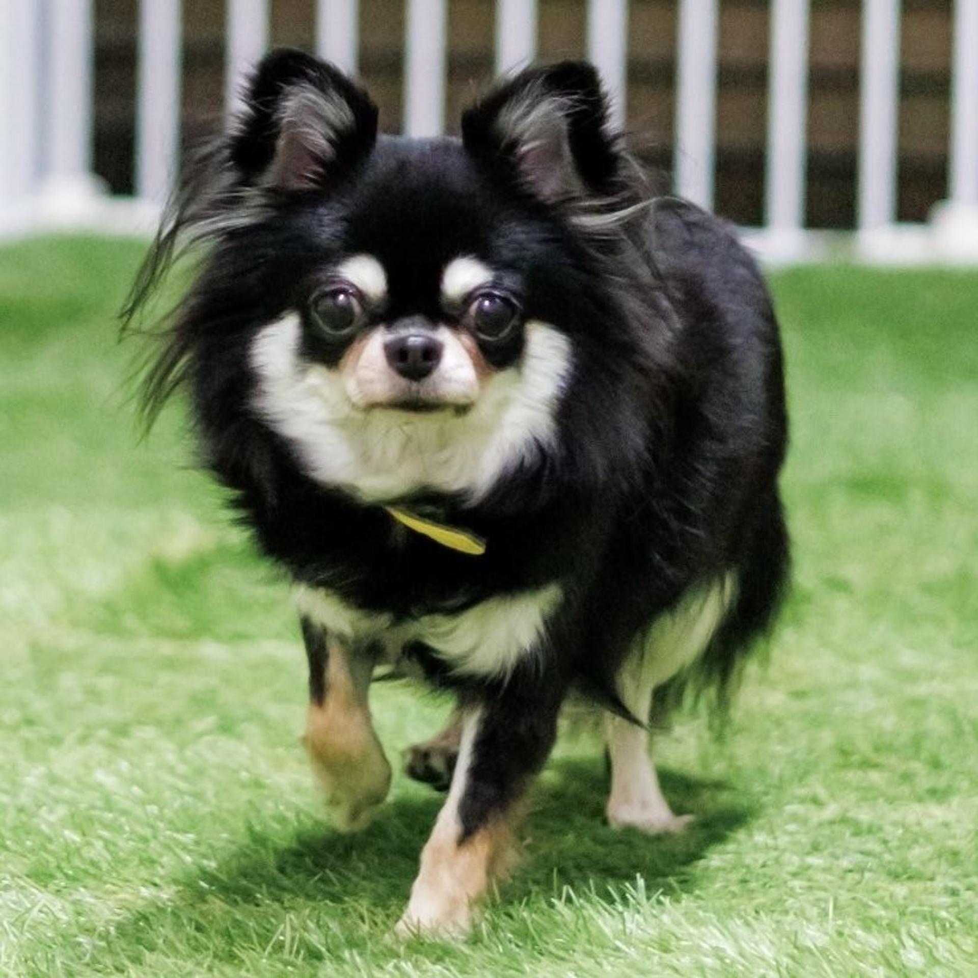 pet-image-4