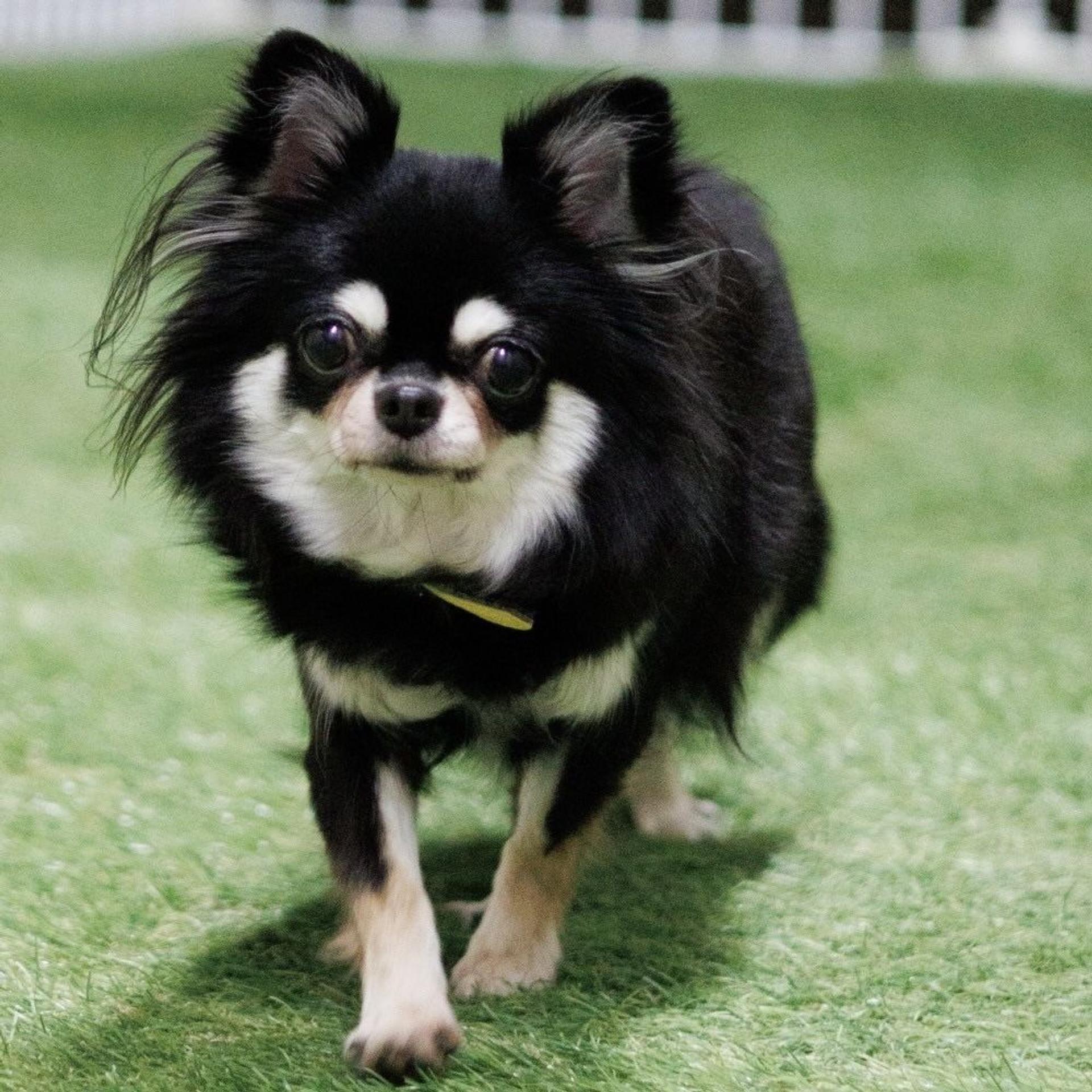 pet-image-5