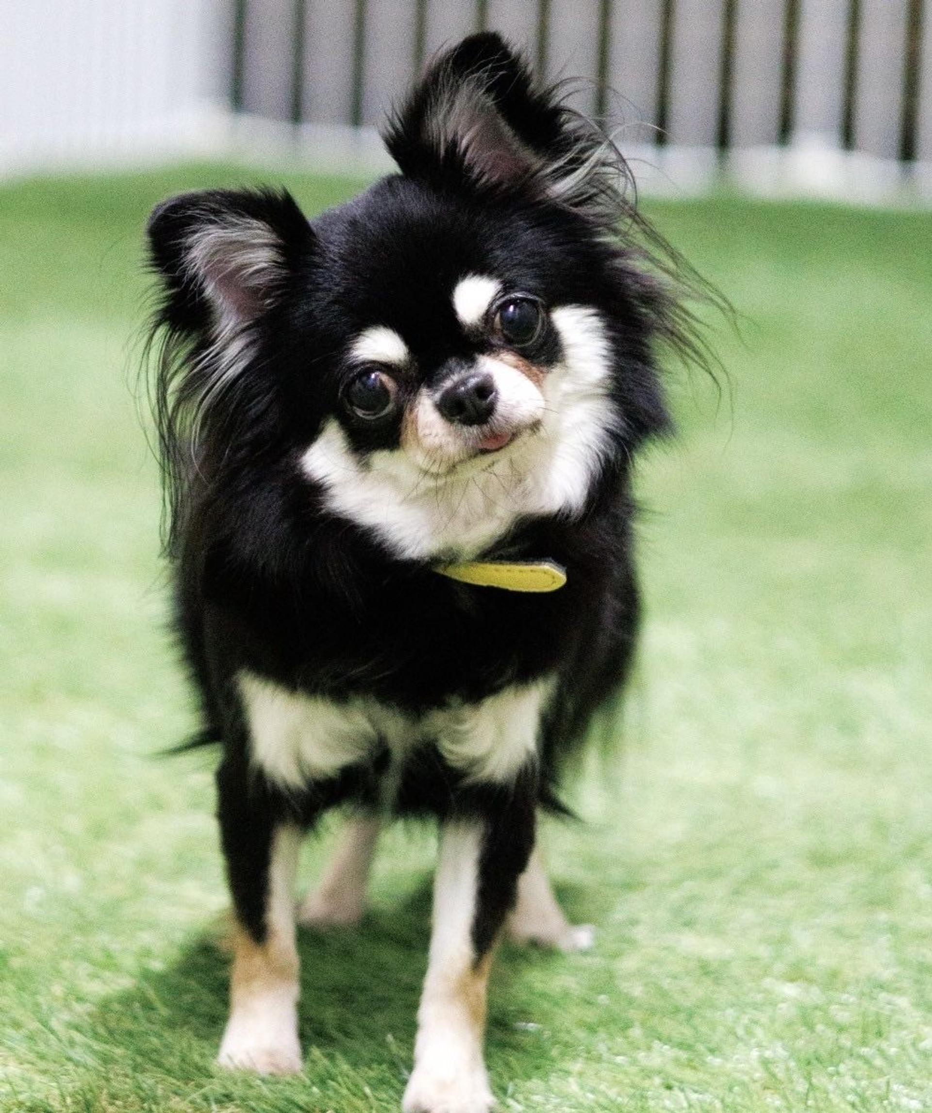 pet-image-6
