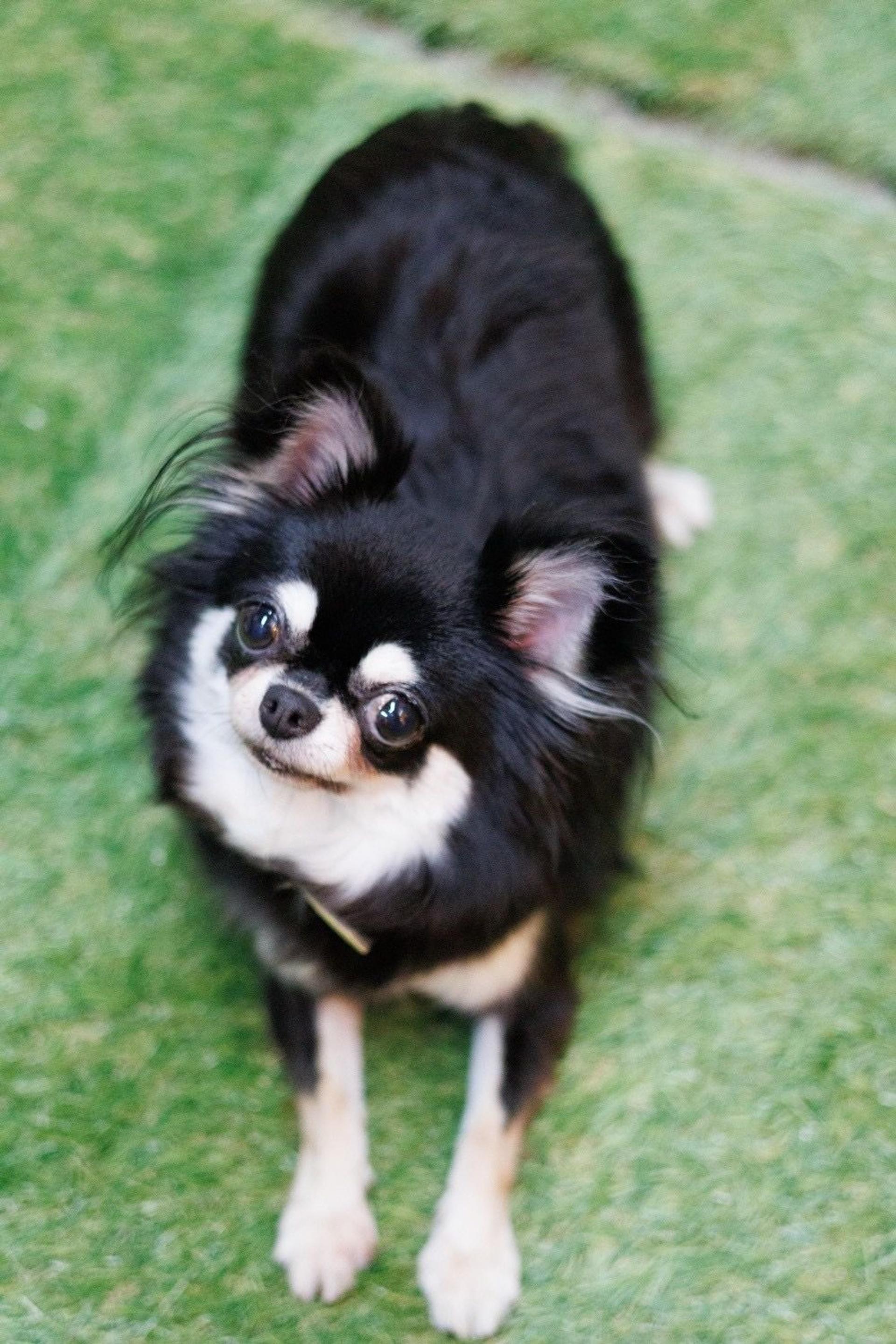 pet-image-7