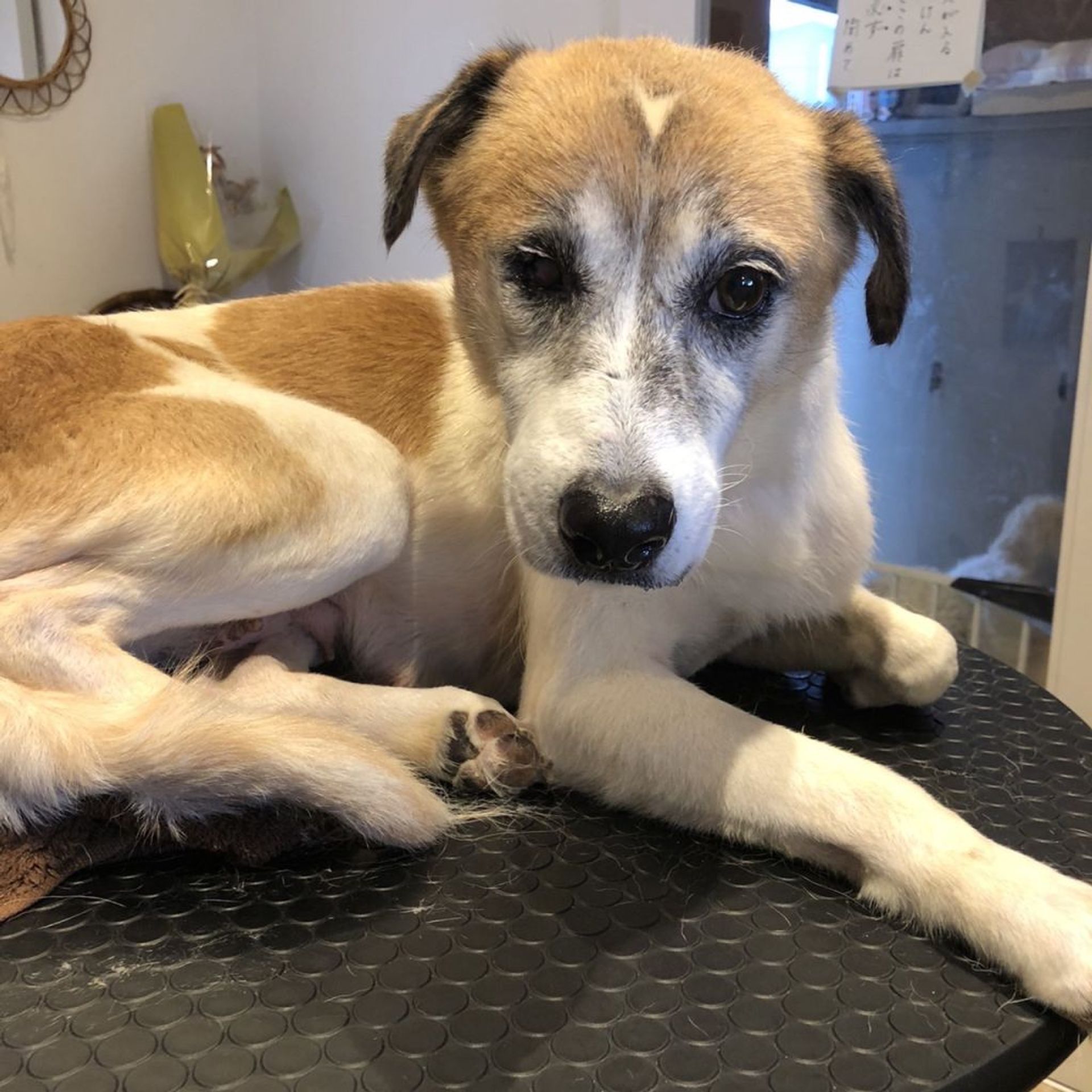雑種（ミックス犬）・メスの里親募集の写真