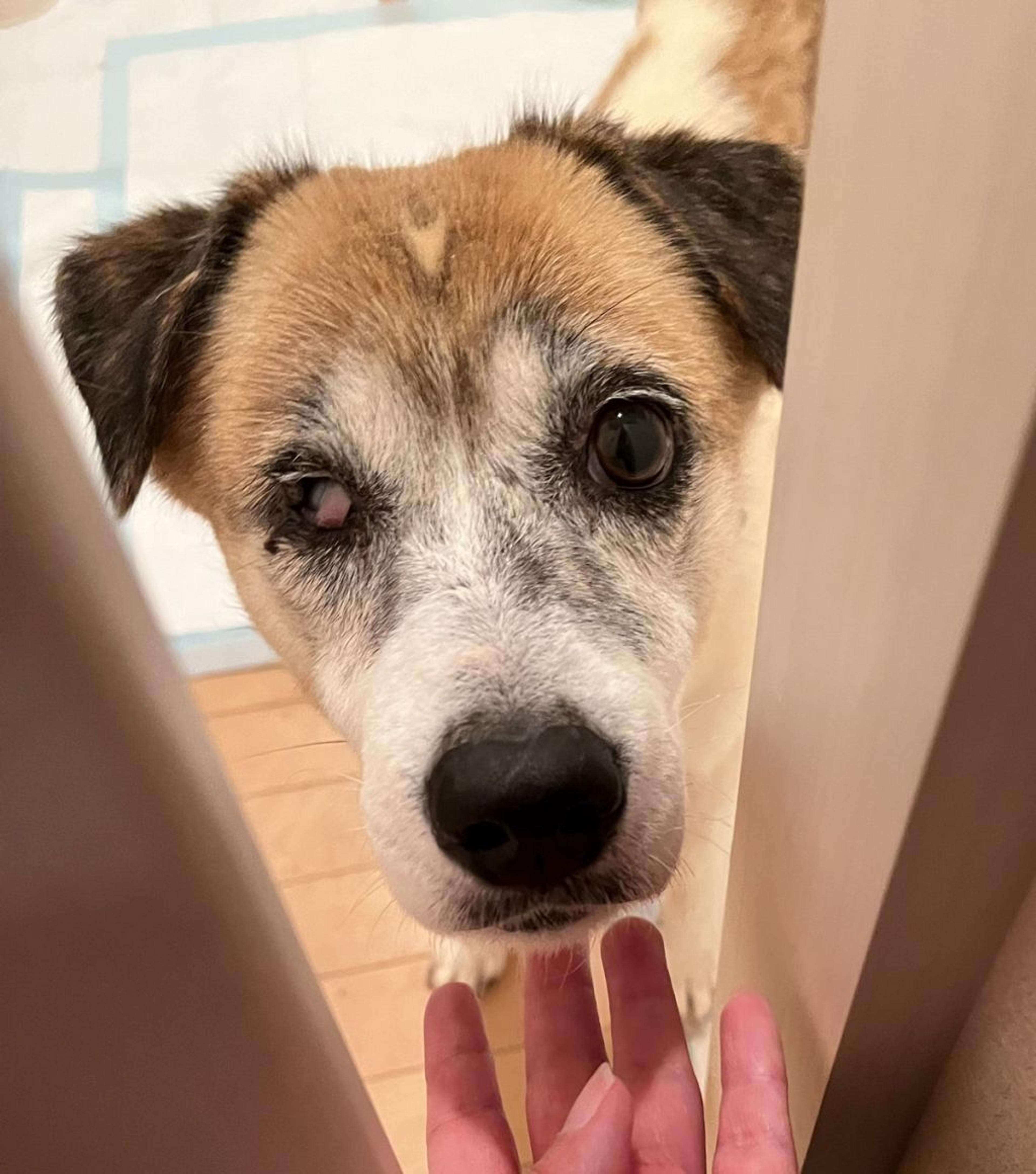 pet-image-4