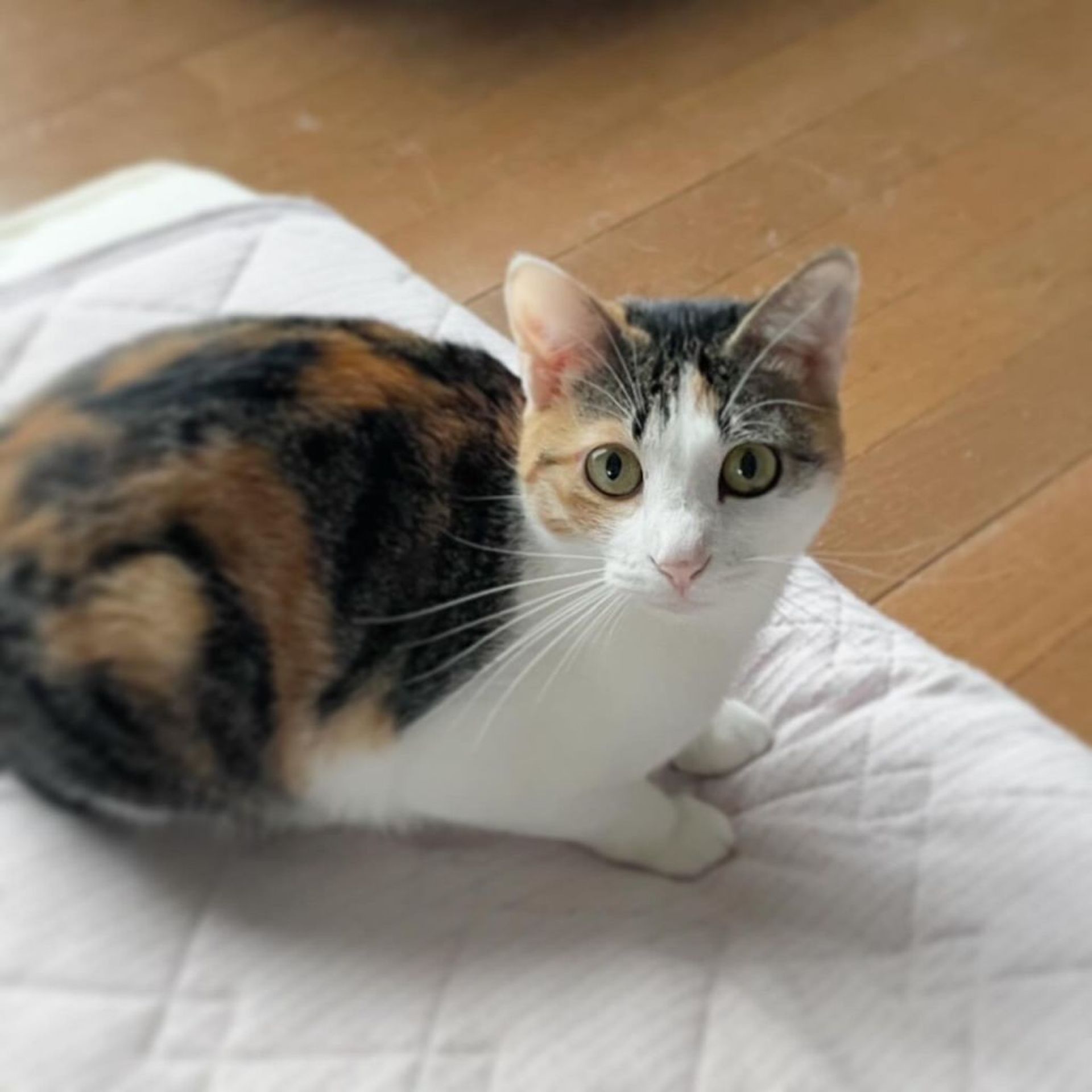 雑種（ミックス猫）・メスの里親募集の写真