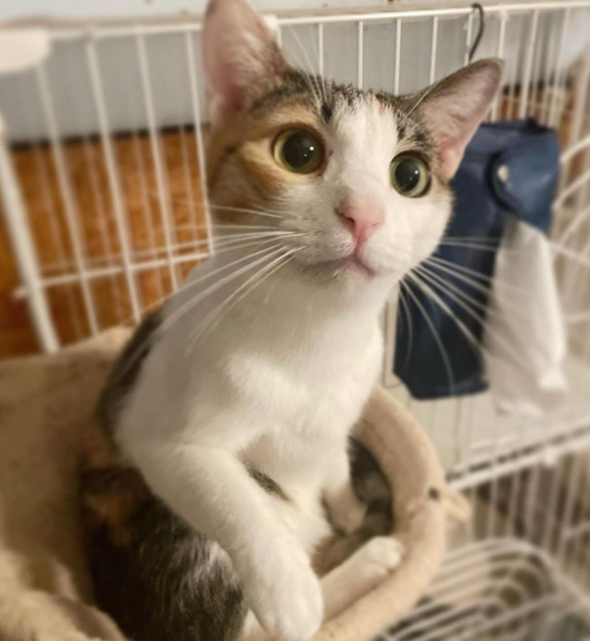 pet-image-3