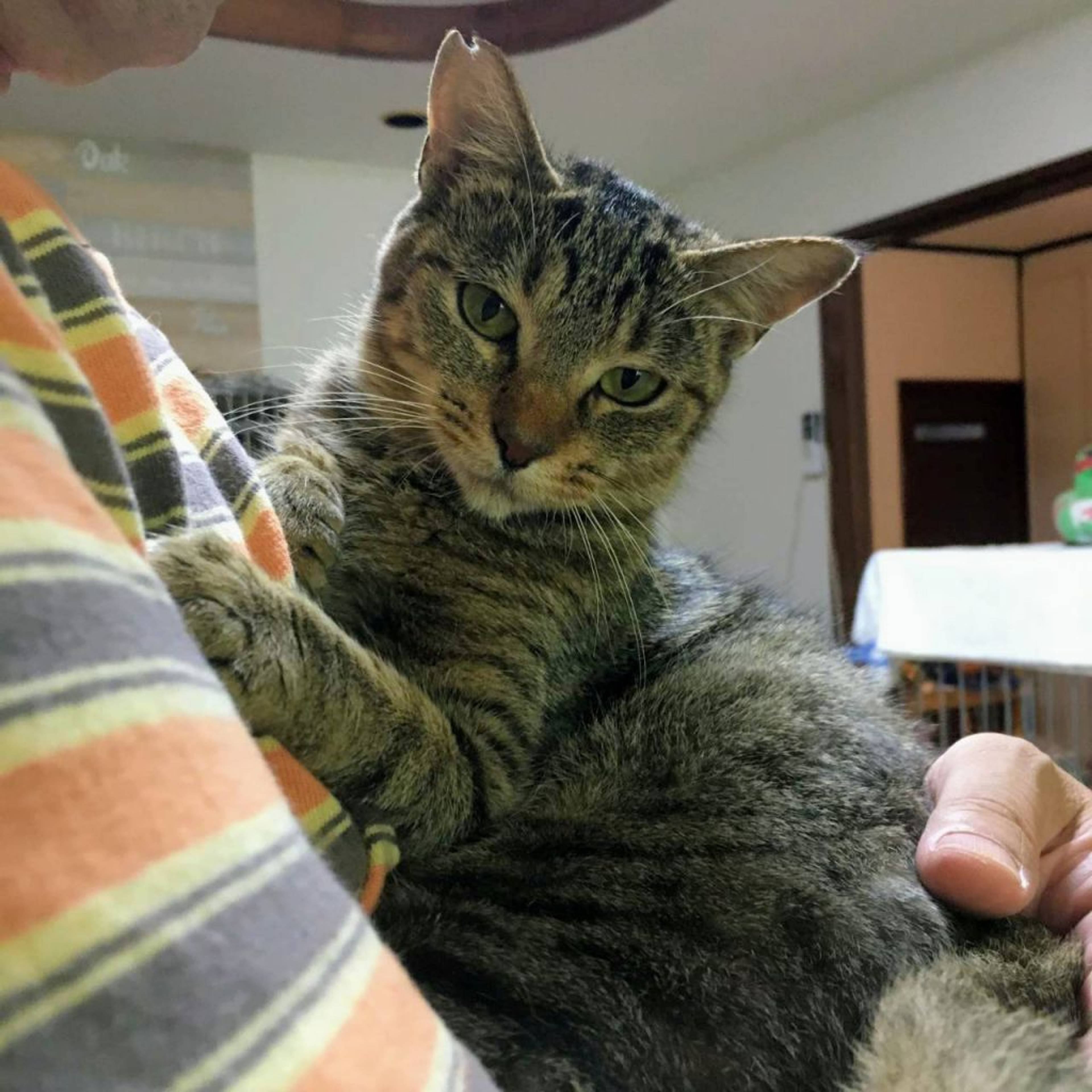 雑種（ミックス猫）・メスの里親募集の写真