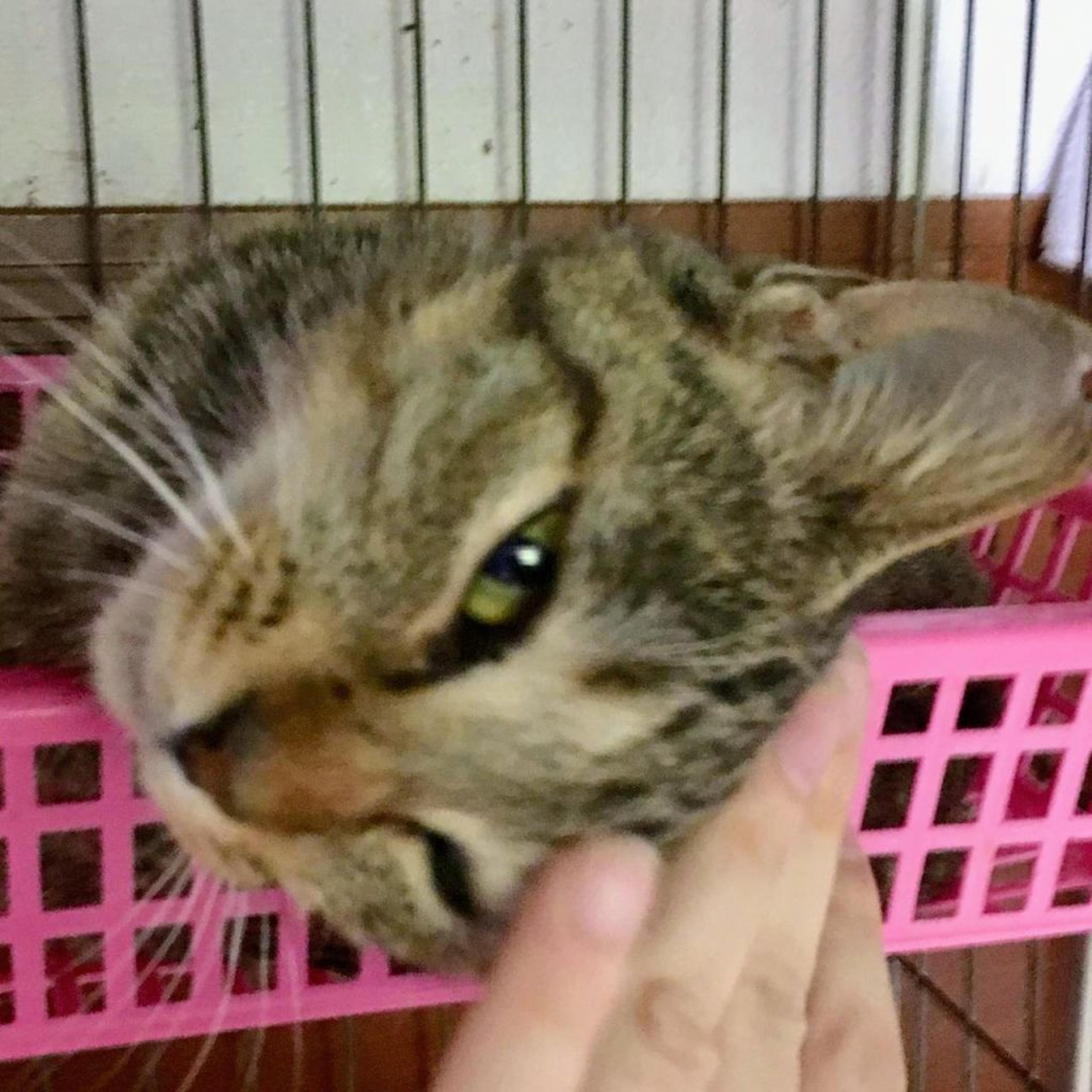 pet-image-3
