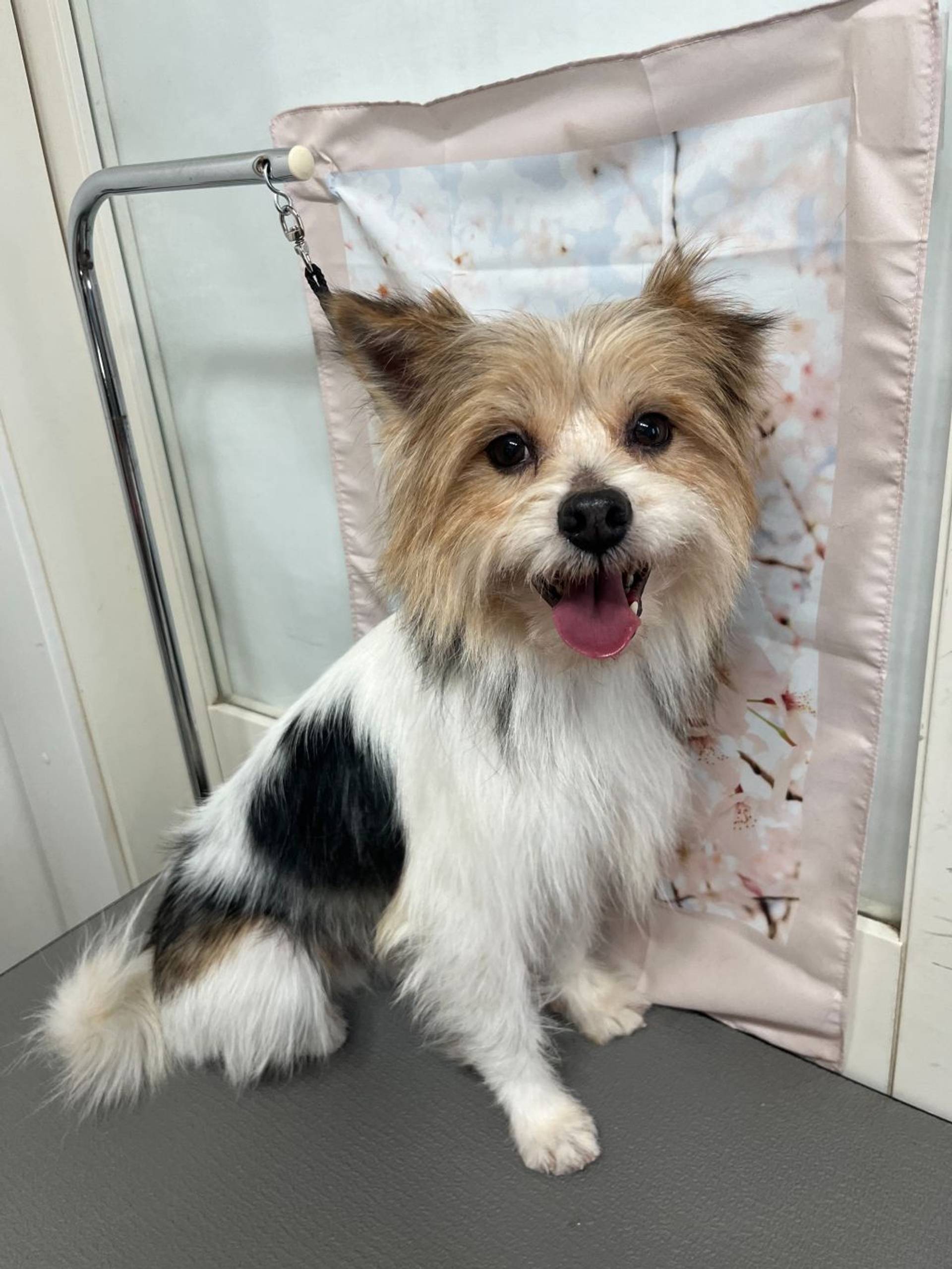 雑種（ミックス犬）・オスの里親募集の写真