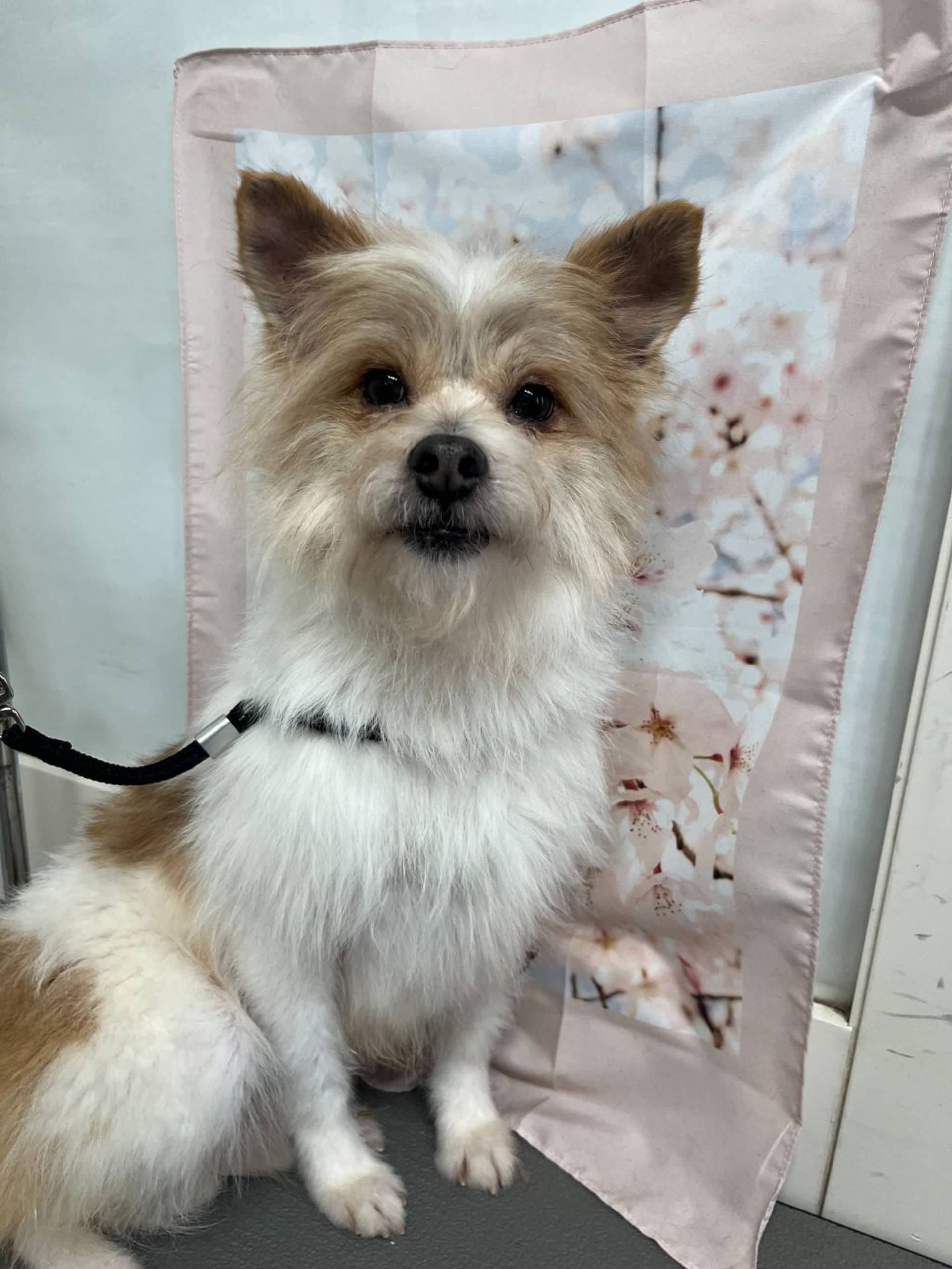雑種（ミックス犬）・オスの里親募集の写真