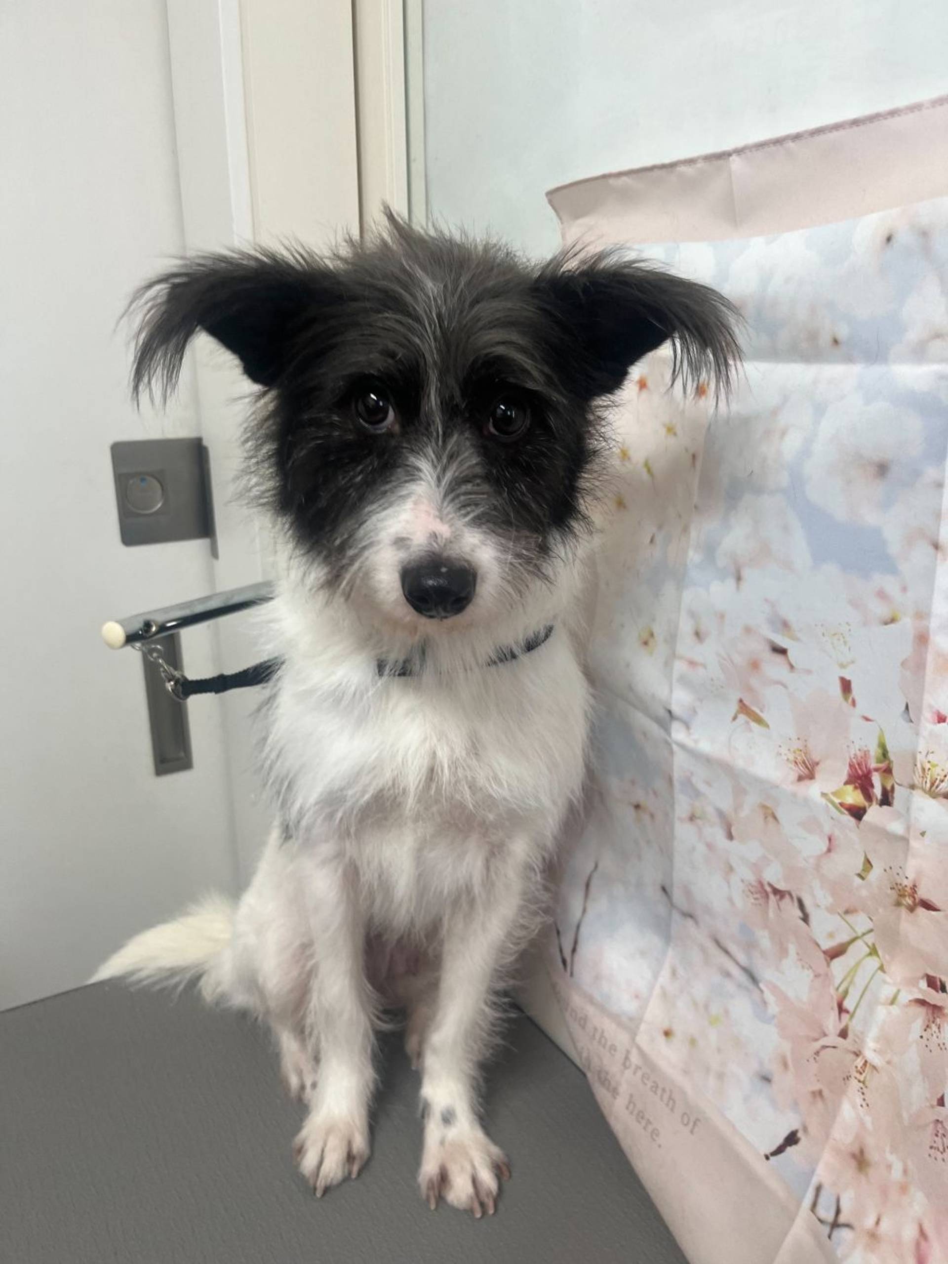 雑種（ミックス犬）・メスの里親募集の写真