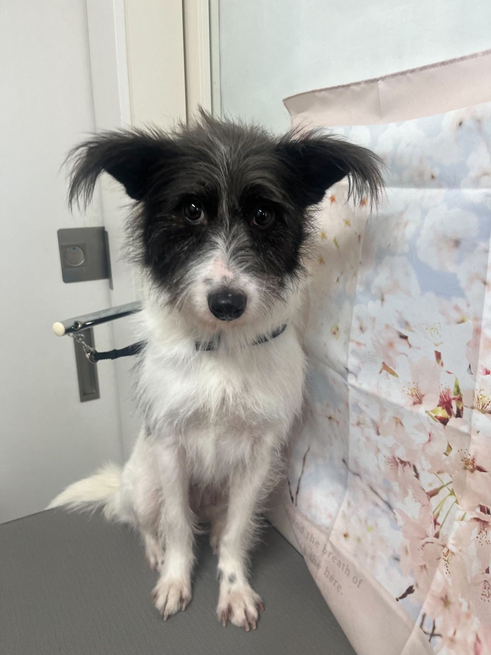雑種（ミックス犬）・メスの里親募集の写真