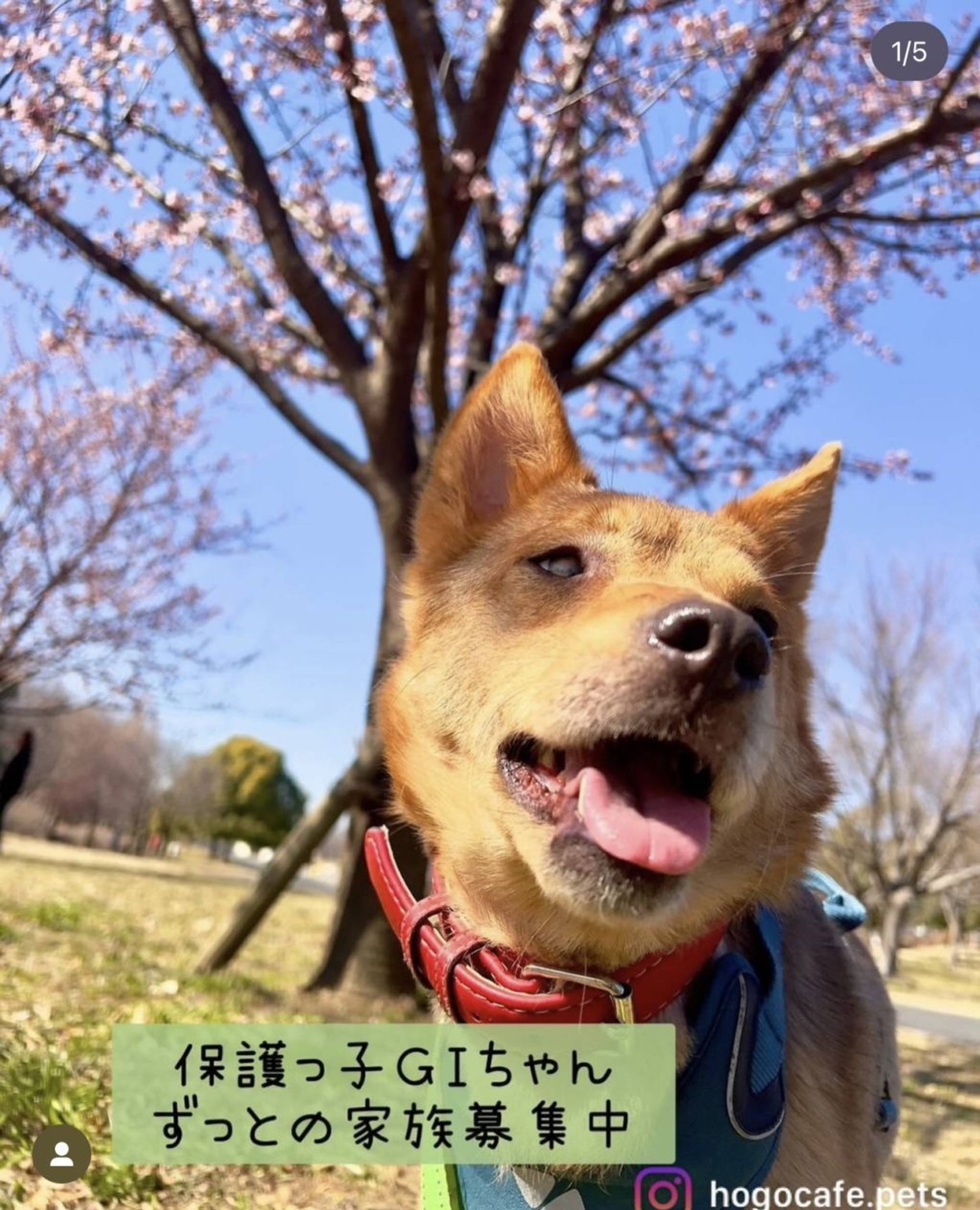 雑種（ミックス犬）・メスの里親募集の写真