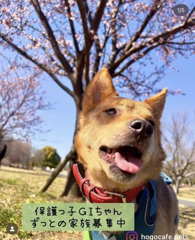 GI(ジーアイ)の写真