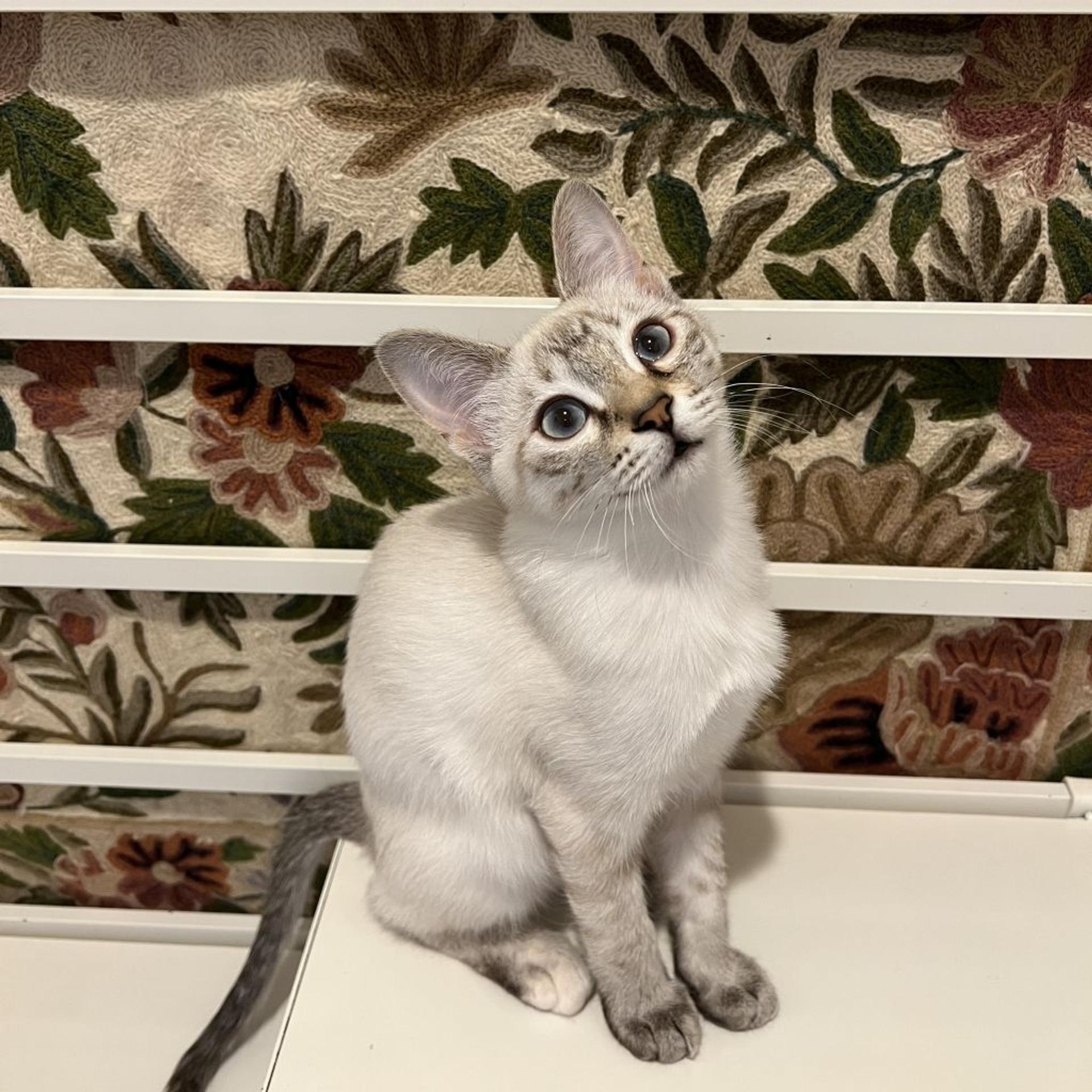 pet-image-5