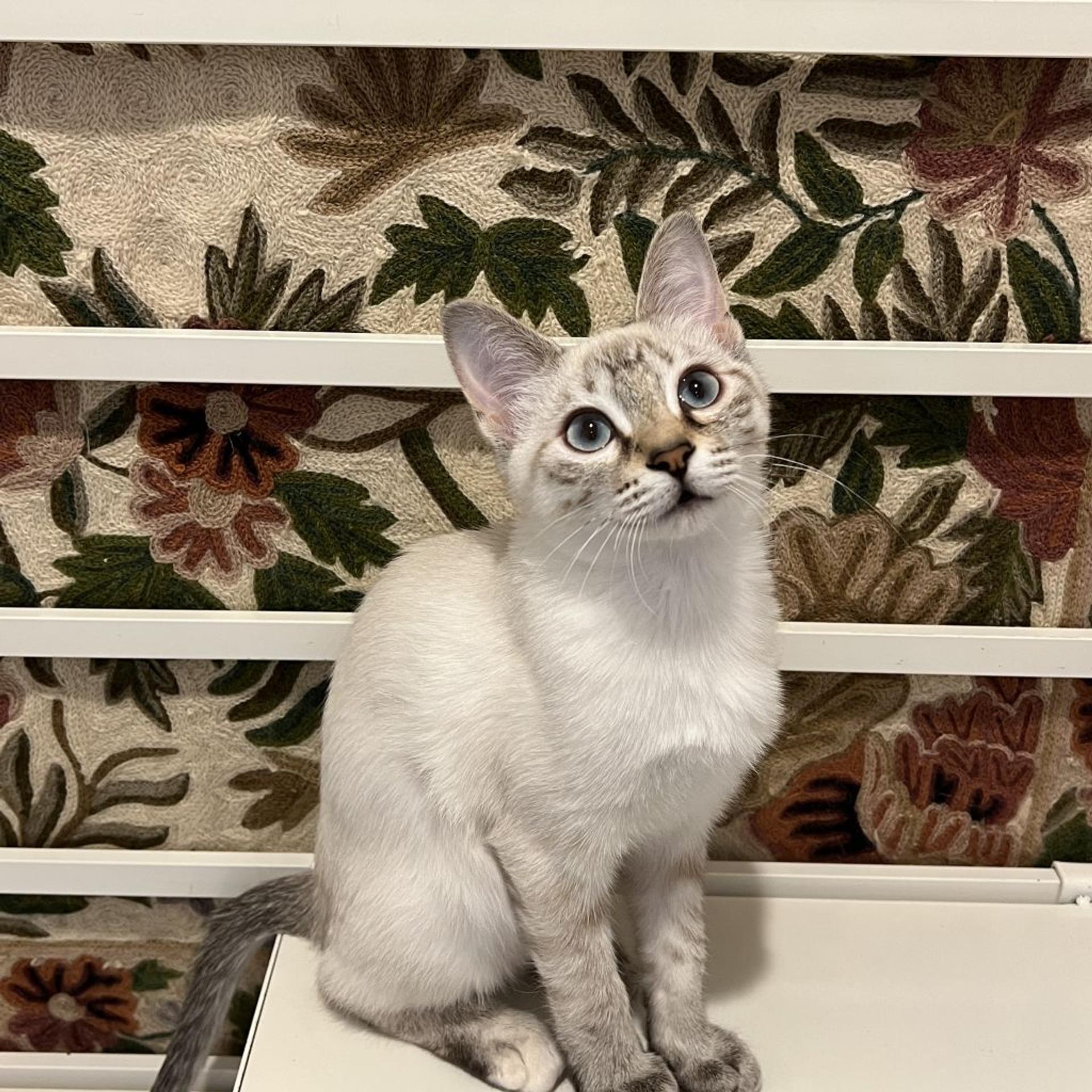 pet-image-6