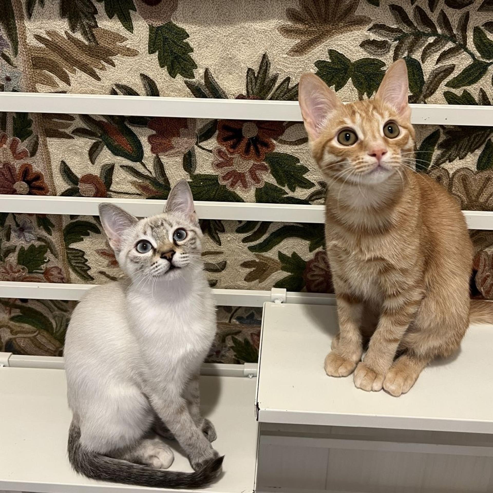 pet-image-8