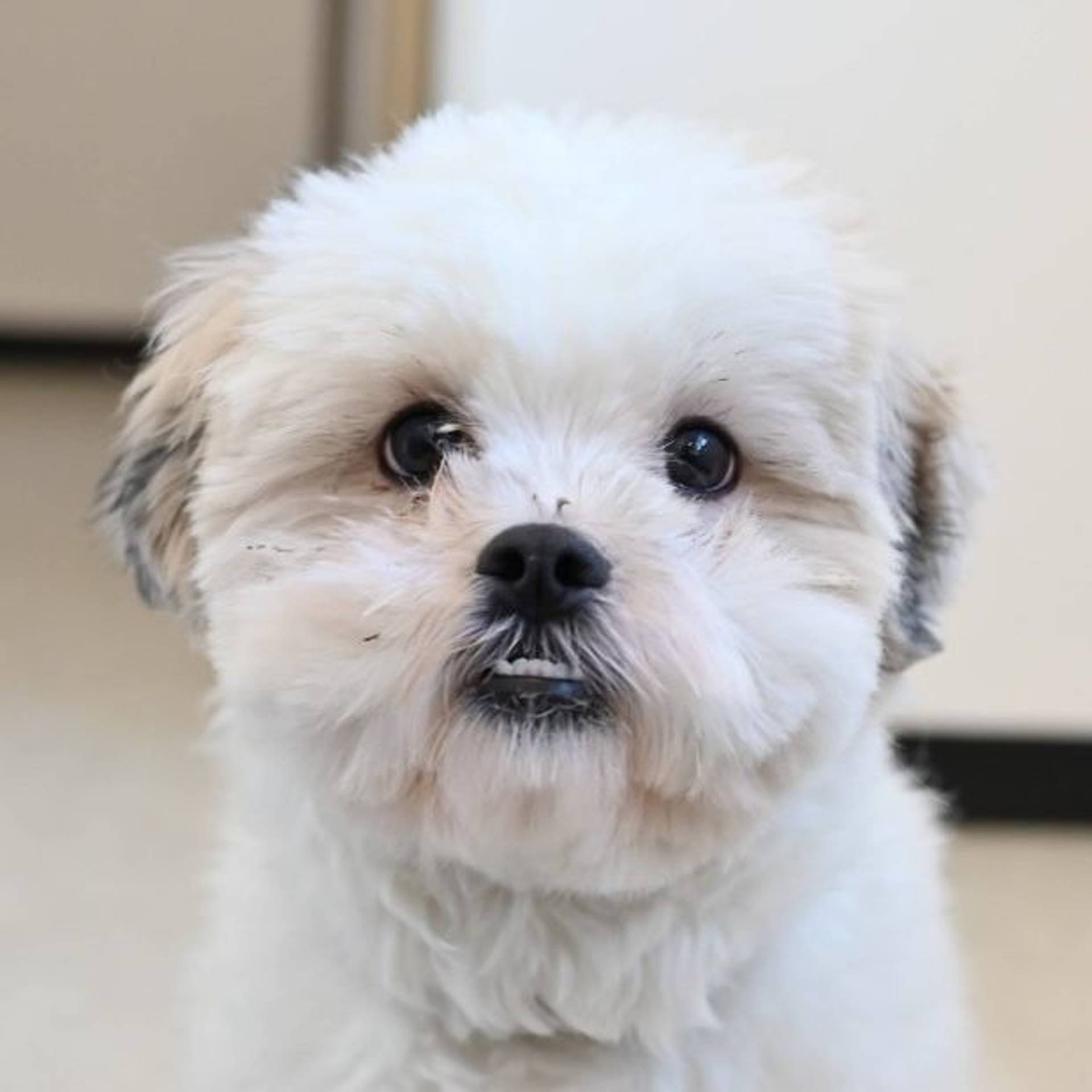 雑種（ミックス犬）・オスの里親募集の写真