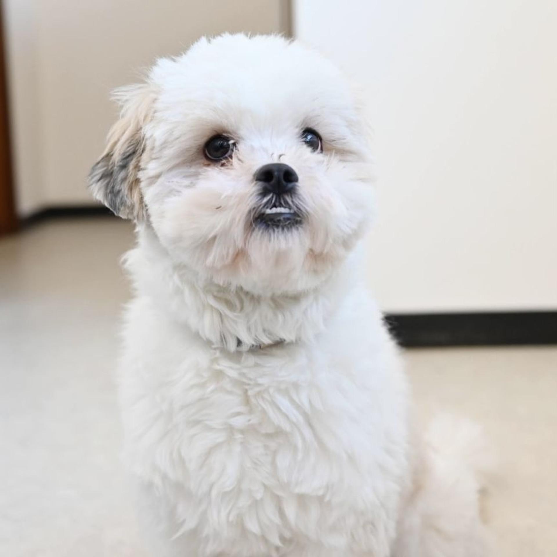 pet-image-3
