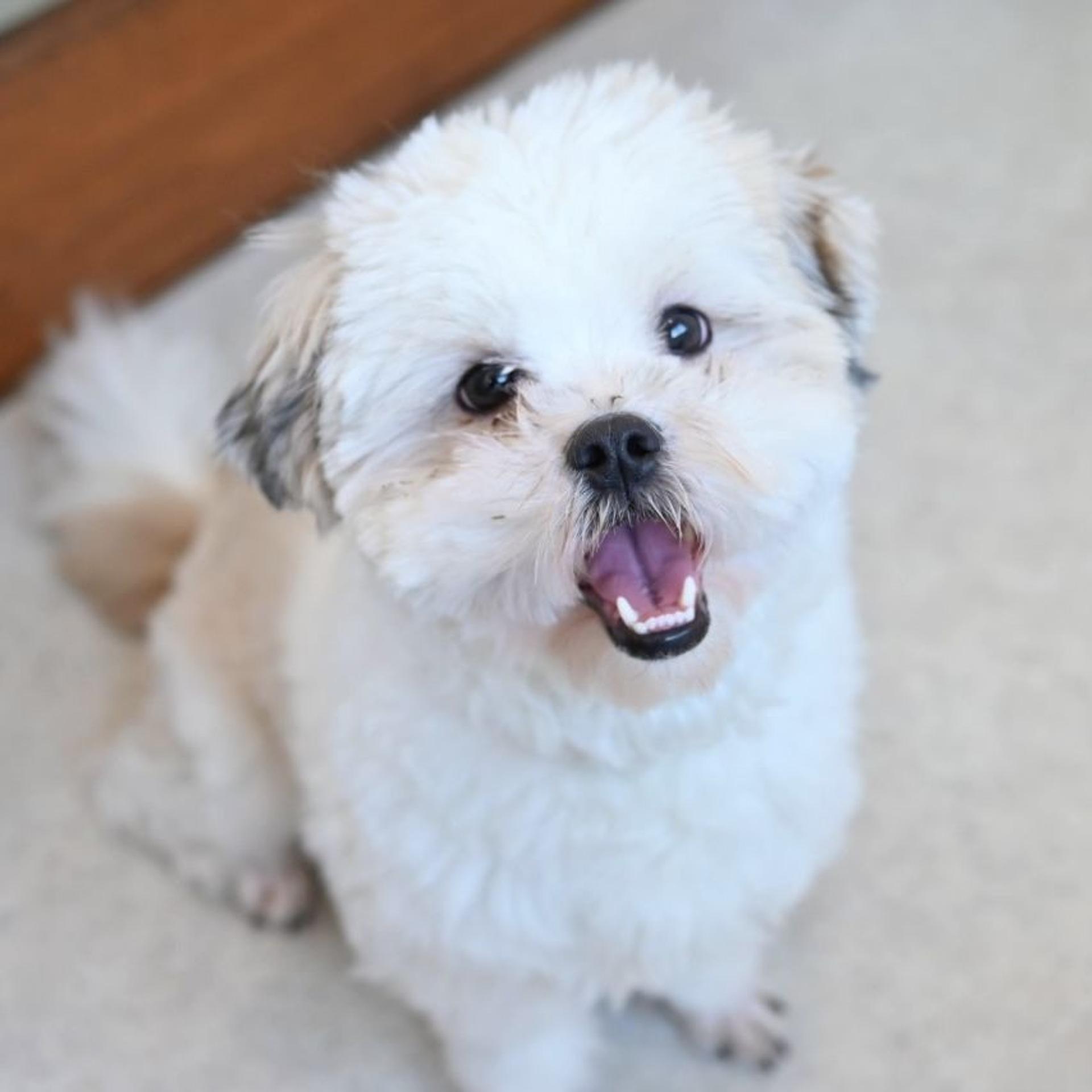 pet-image-4