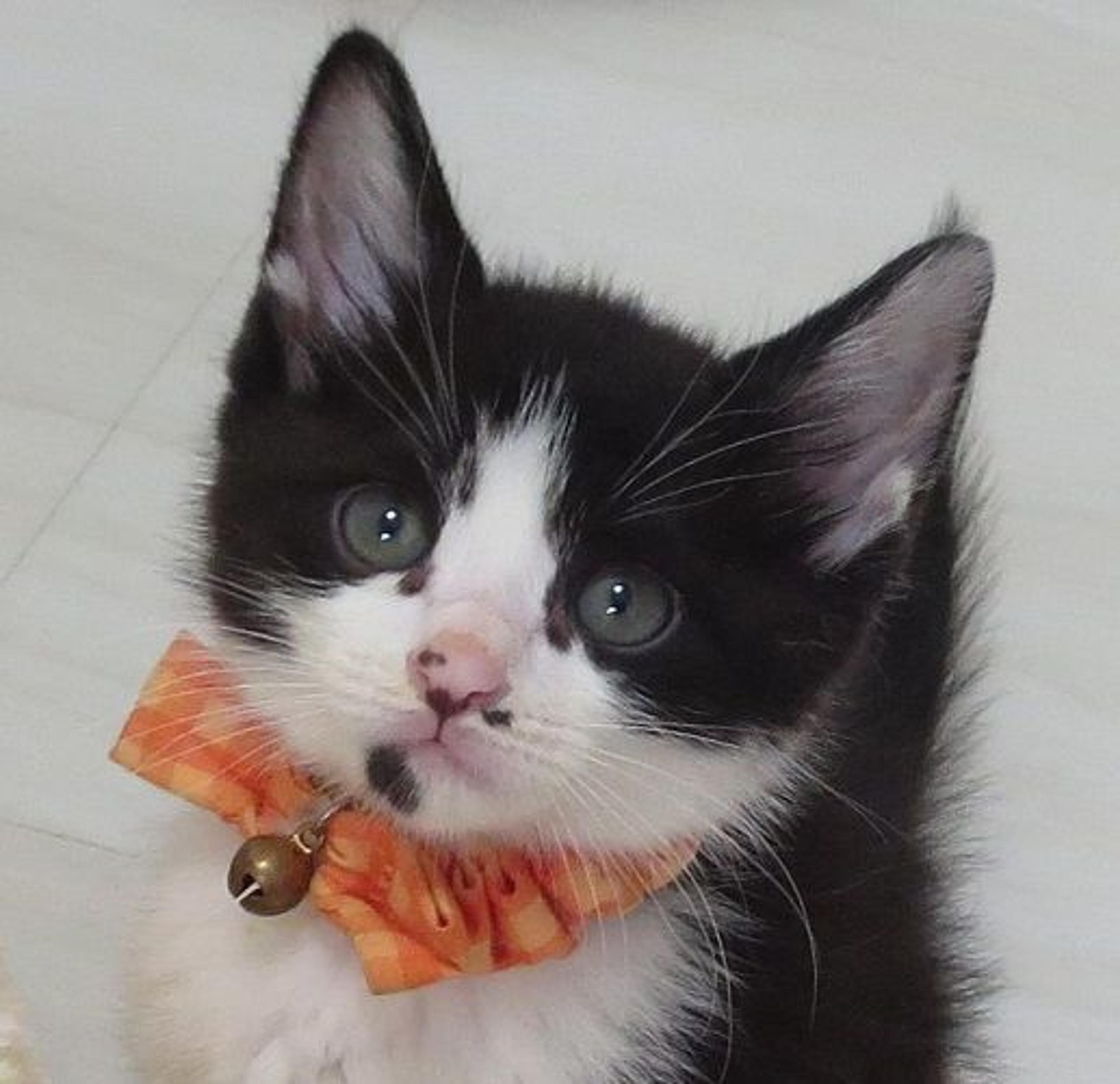 pet-image-2