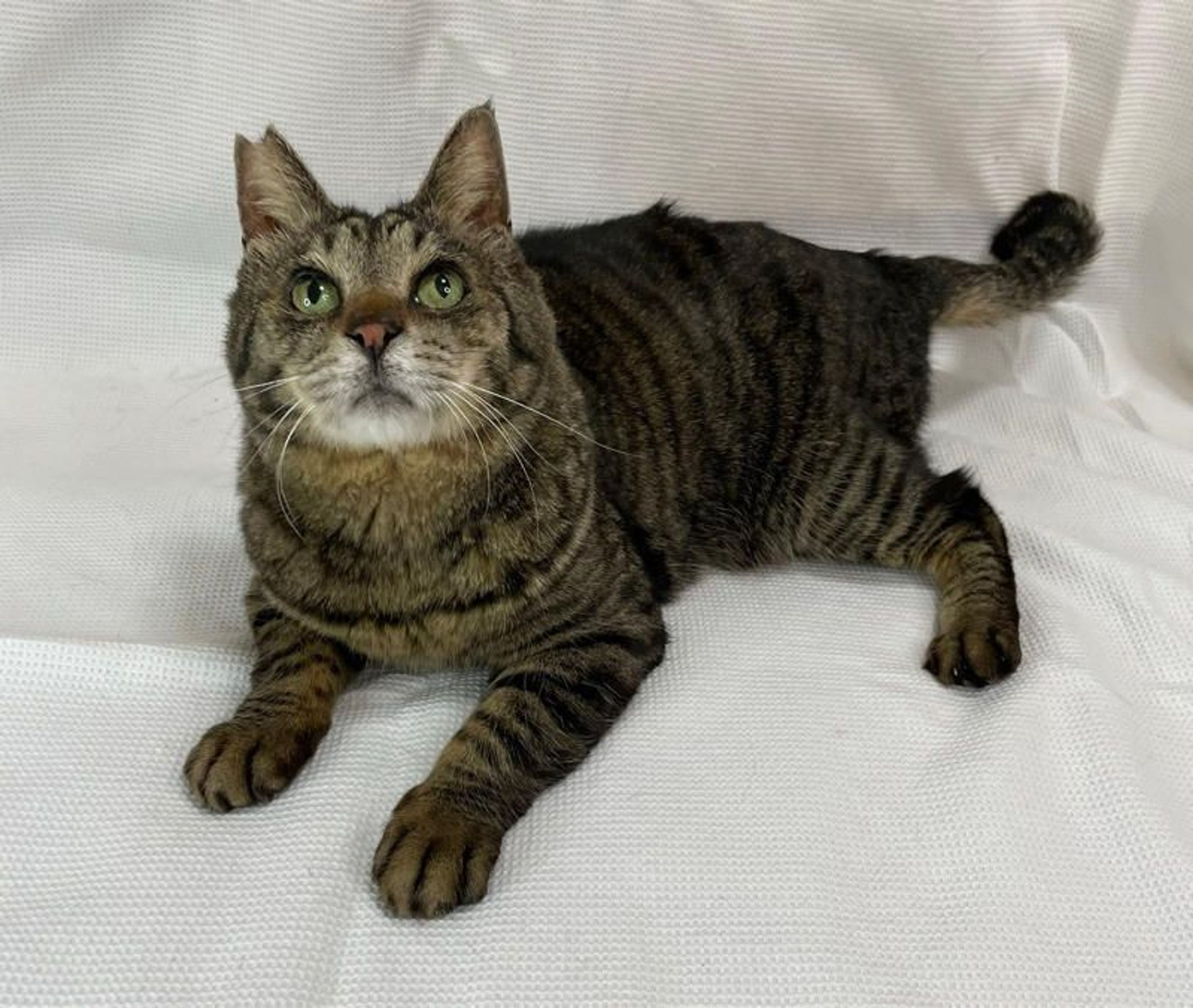pet-image-4