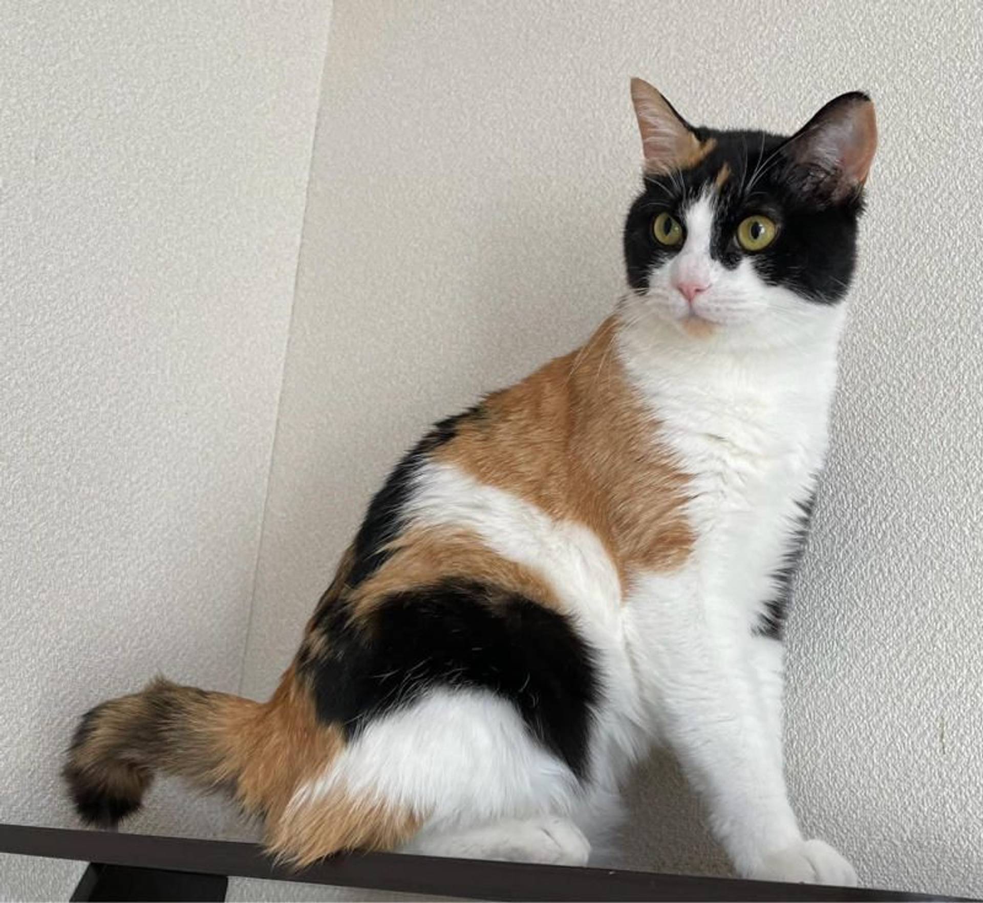 雑種（ミックス猫）・メスの里親募集の写真