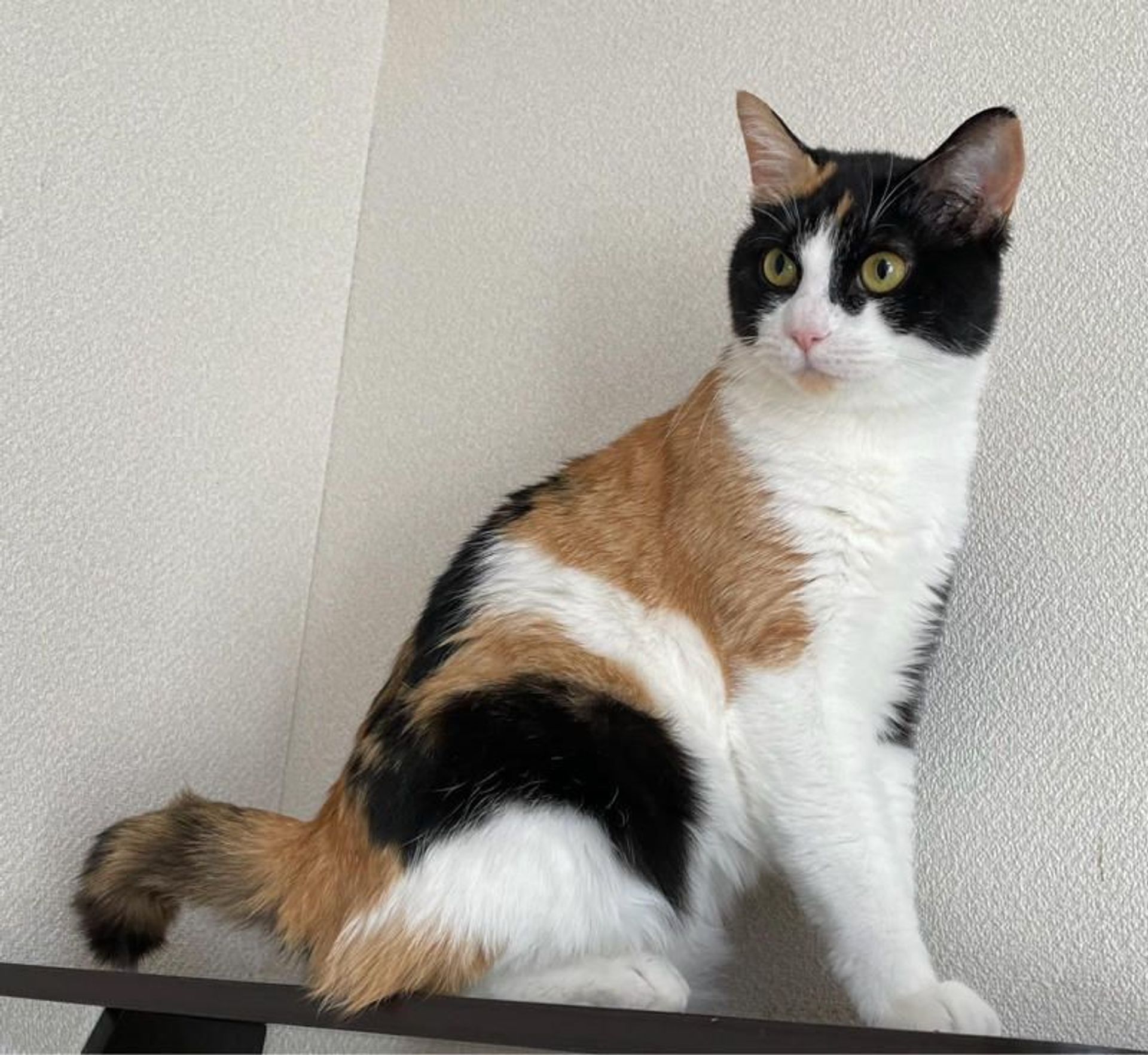 雑種（ミックス猫）・メスの里親募集の写真