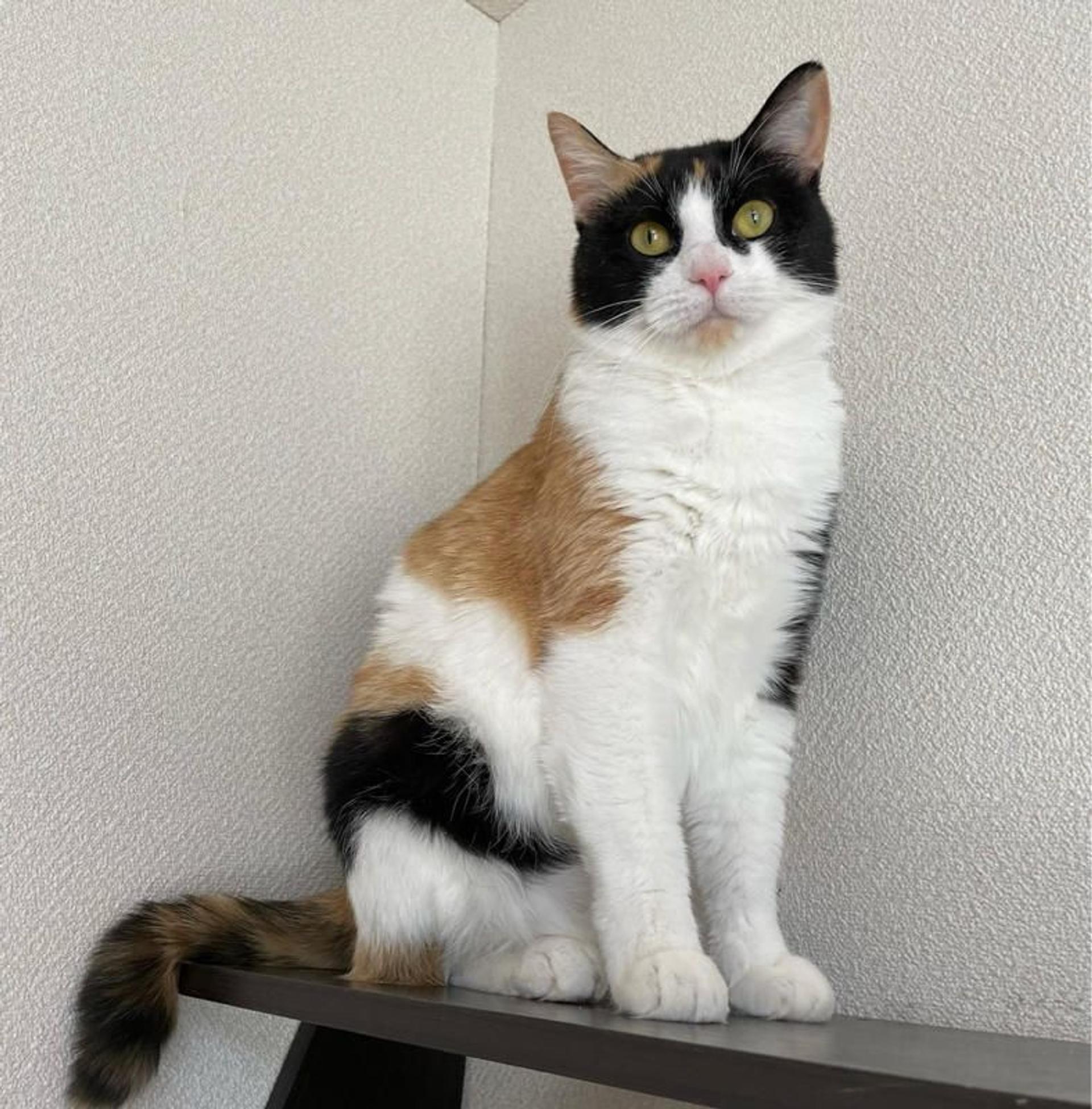 pet-image-4