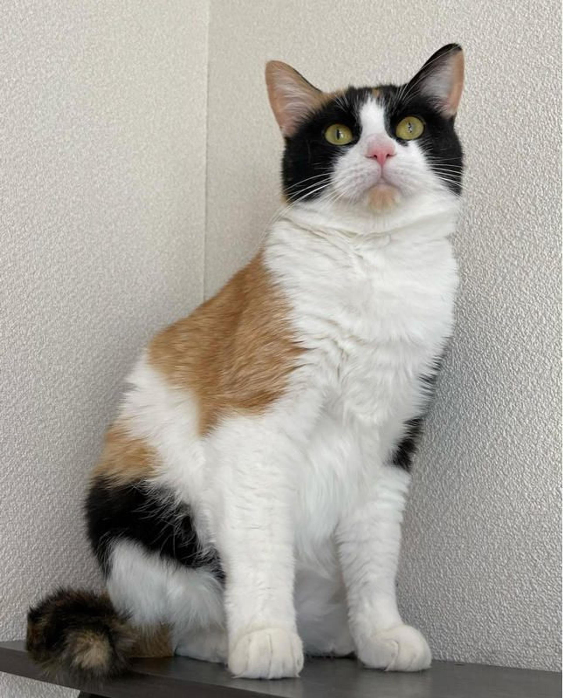 pet-image-5