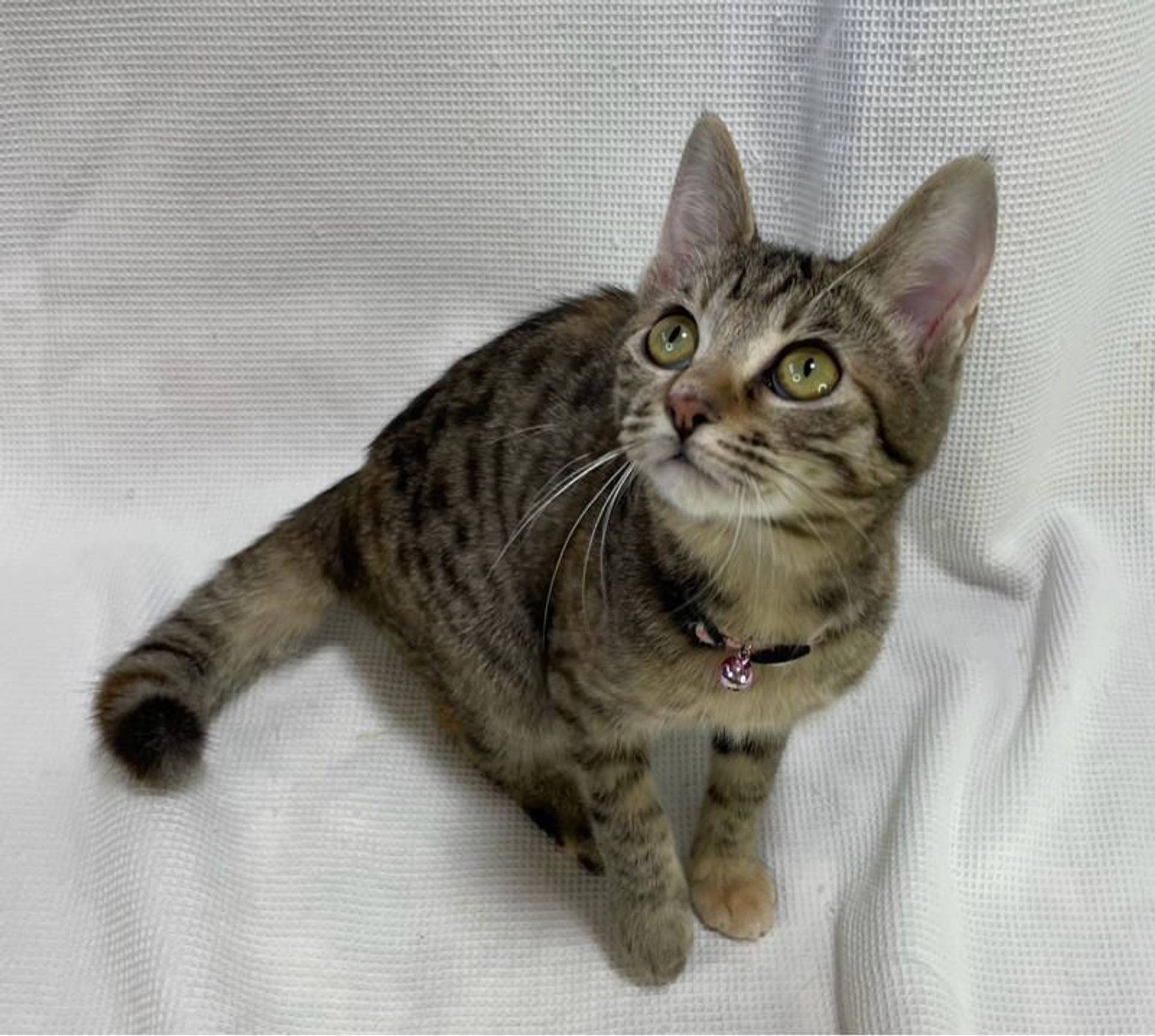 雑種（ミックス猫）・メスの里親募集の写真