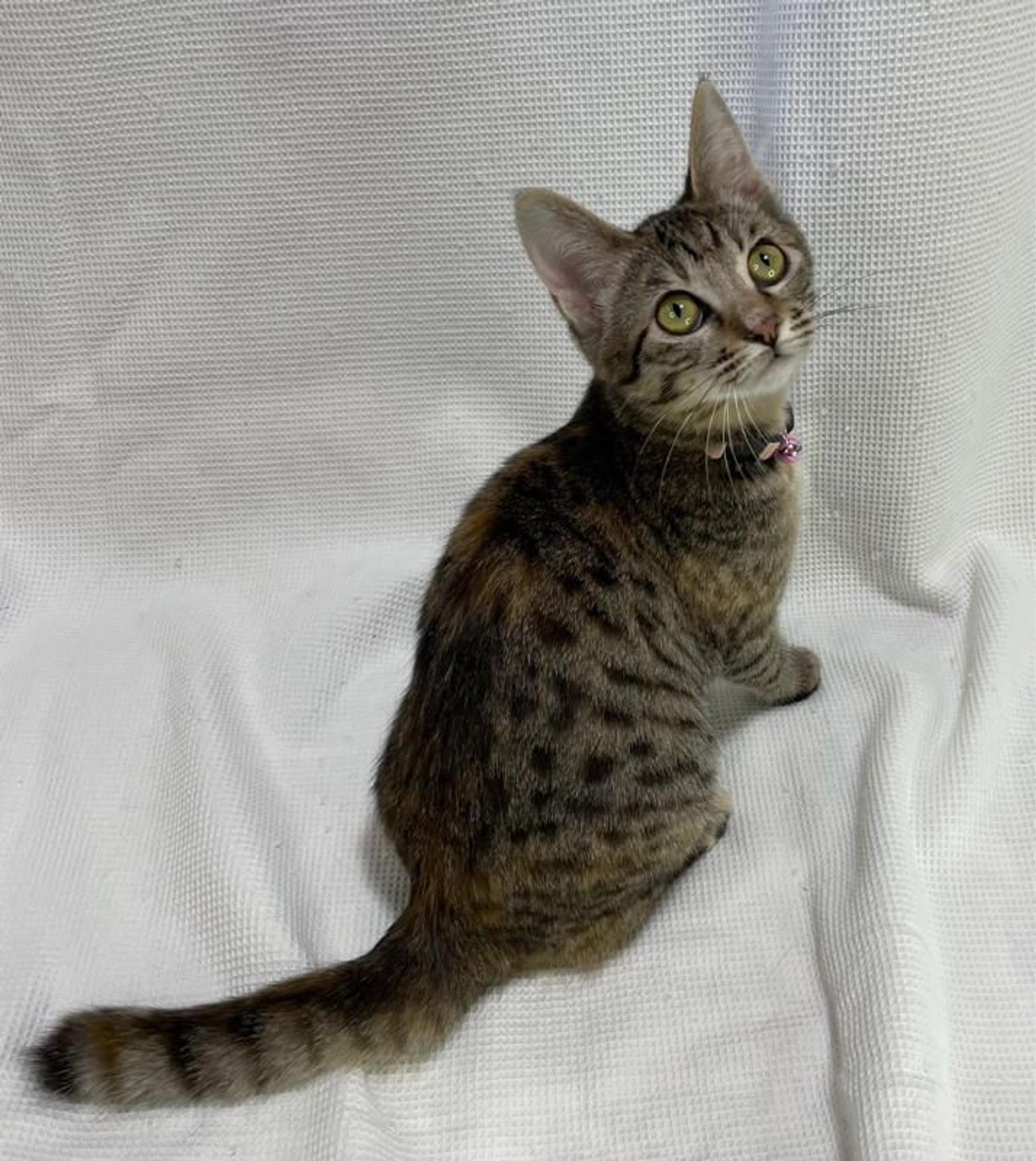 pet-image-4