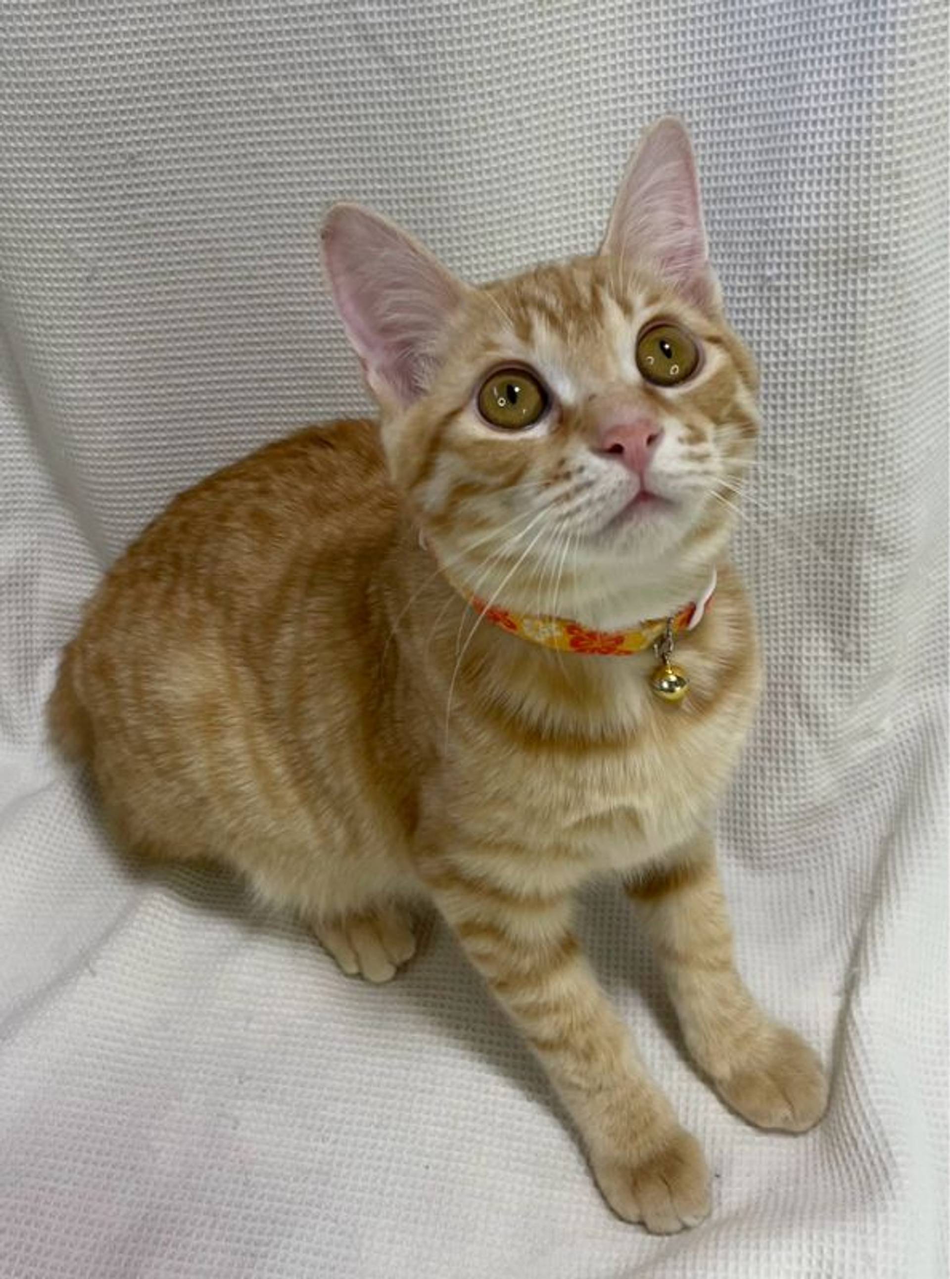 雑種（ミックス猫）・オスの里親募集の写真