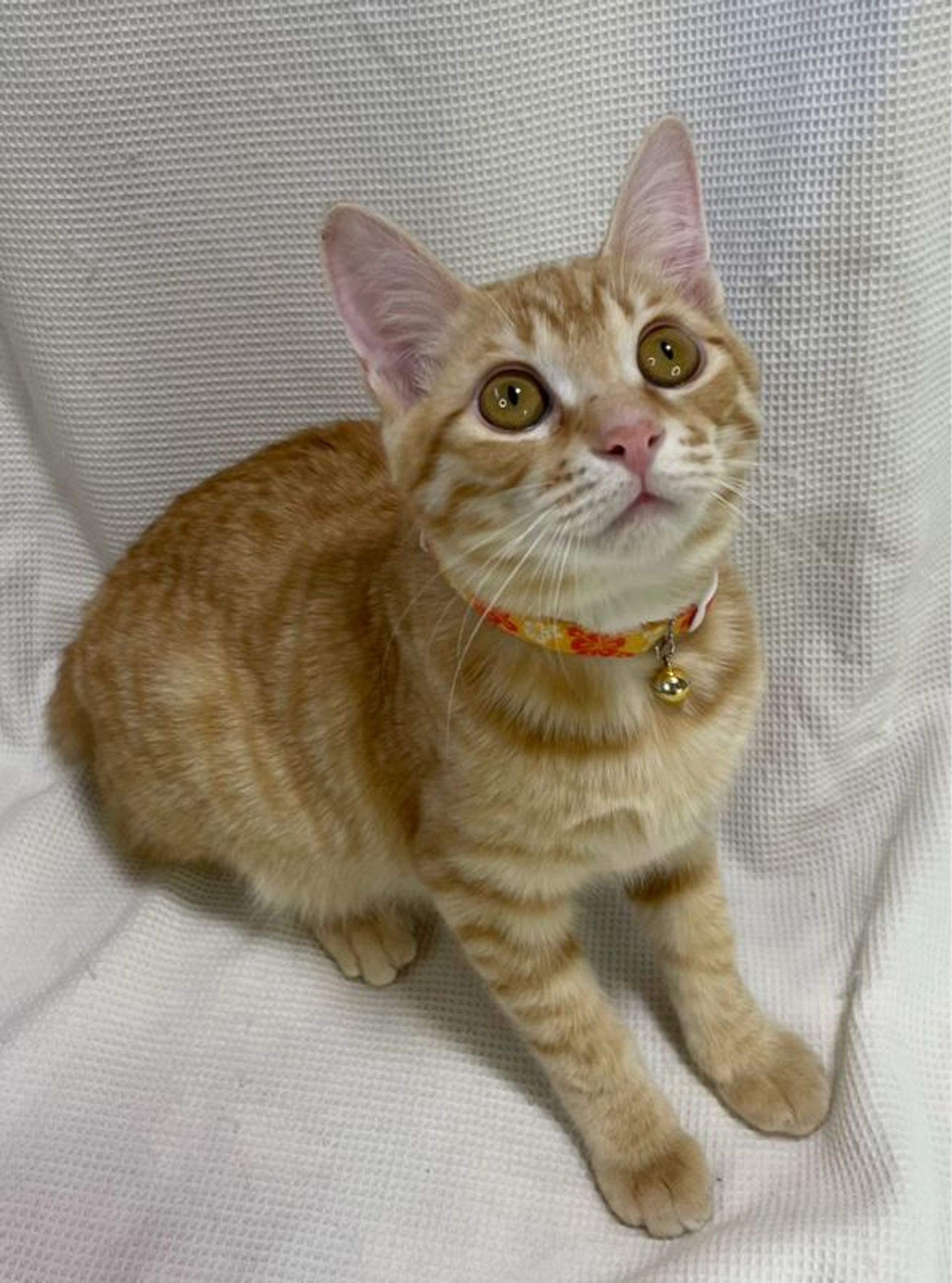 雑種（ミックス猫）・オスの里親募集の写真