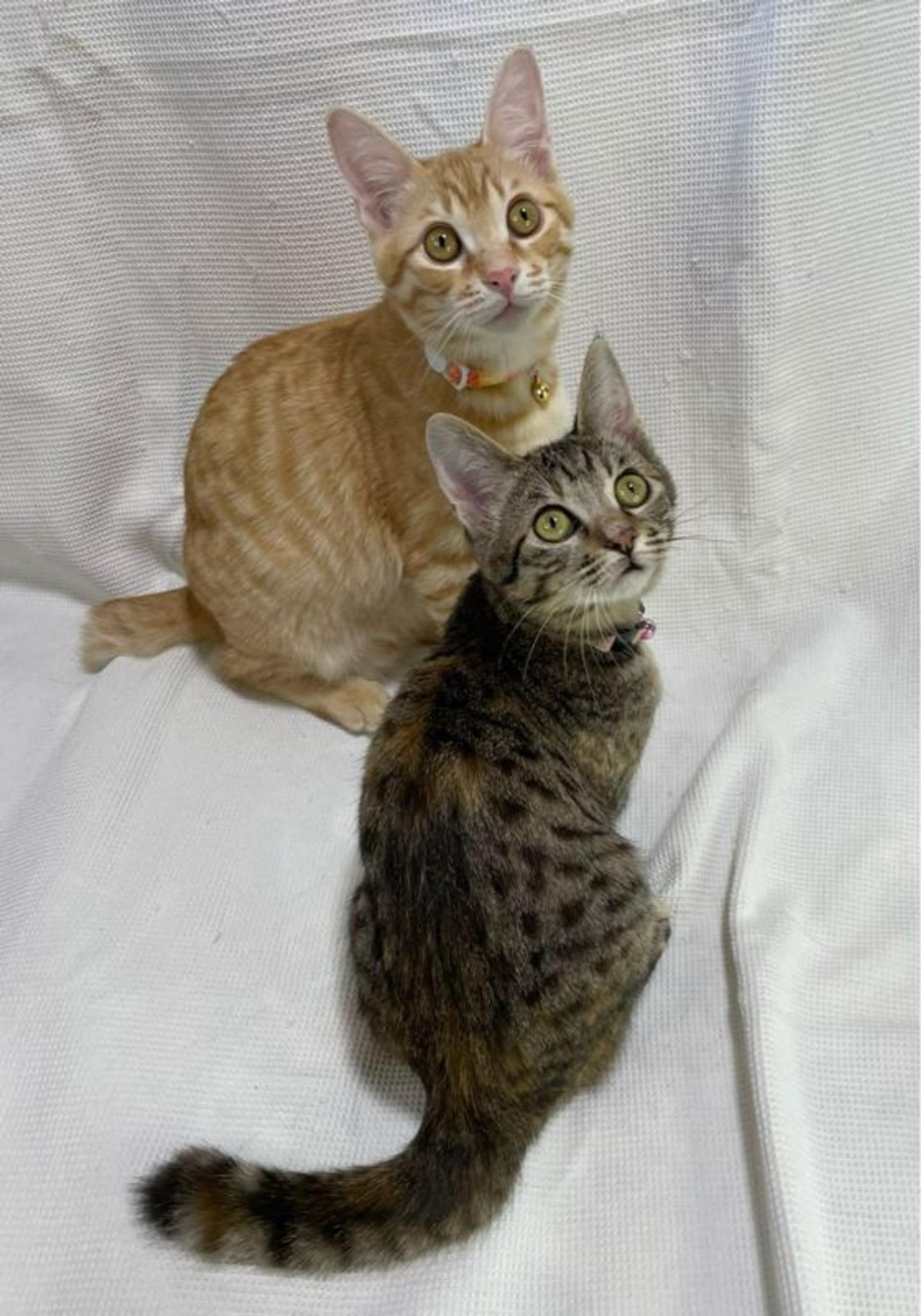 pet-image-5