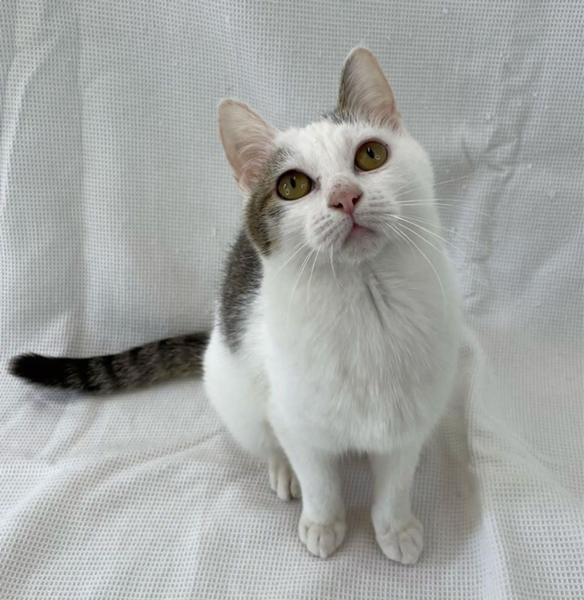 雑種（ミックス猫）・メスの里親募集の写真
