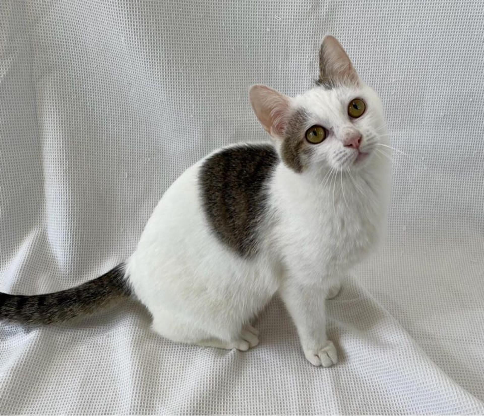 pet-image-3