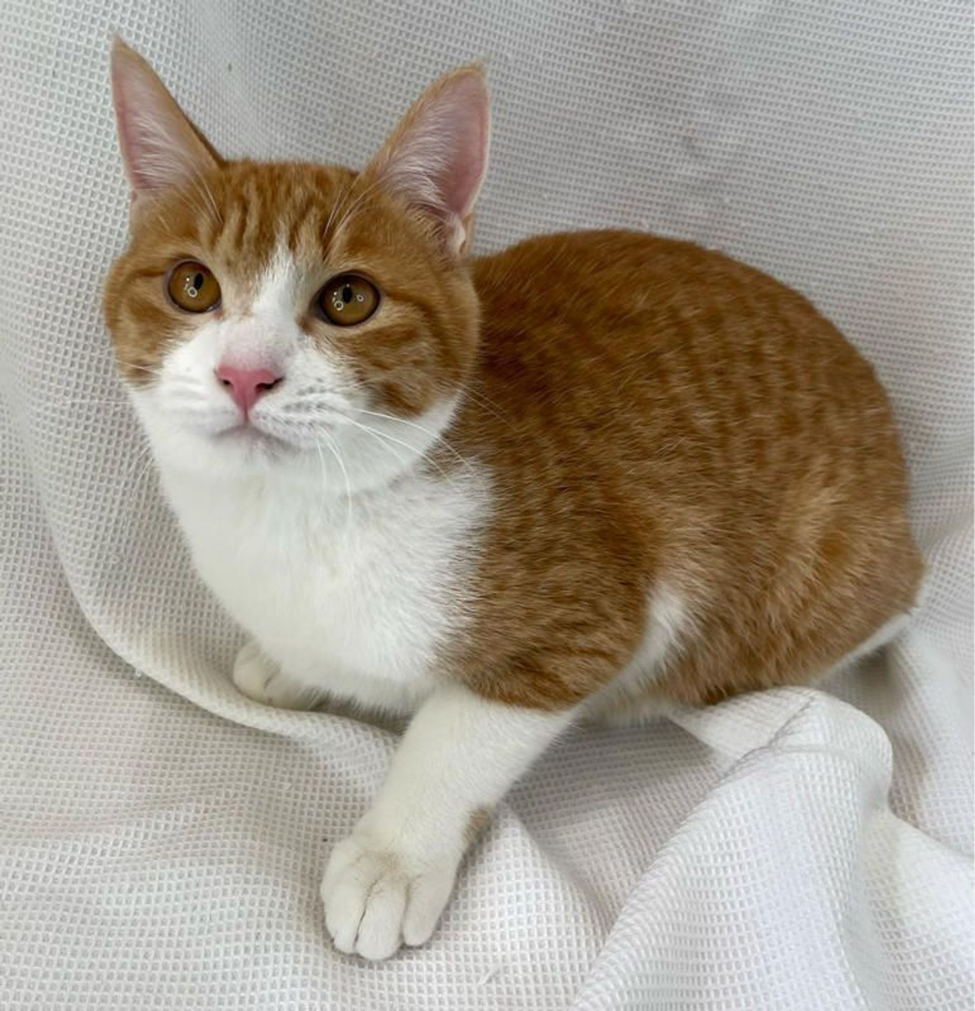 雑種（ミックス猫）・オスの里親募集の写真