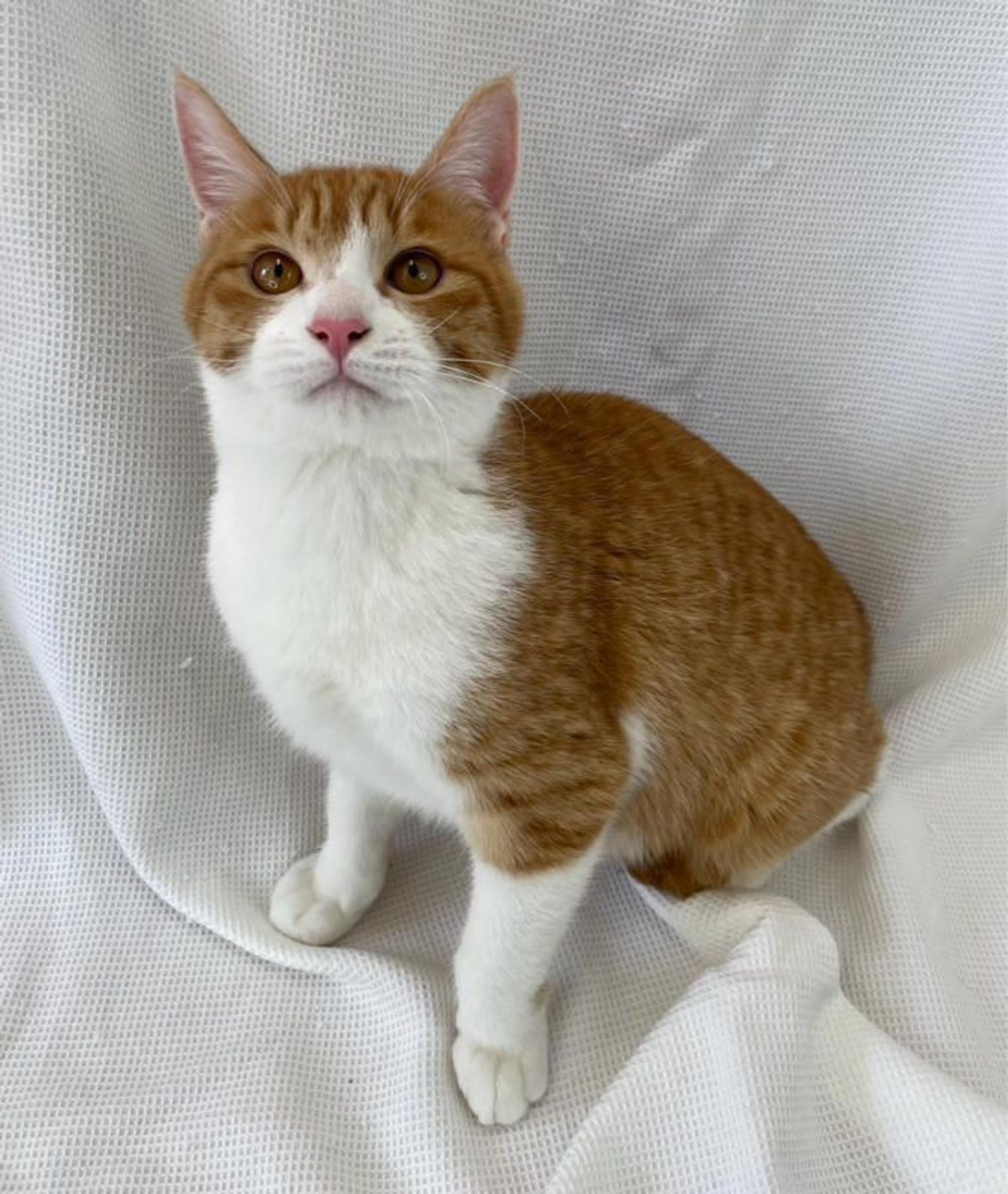 pet-image-3