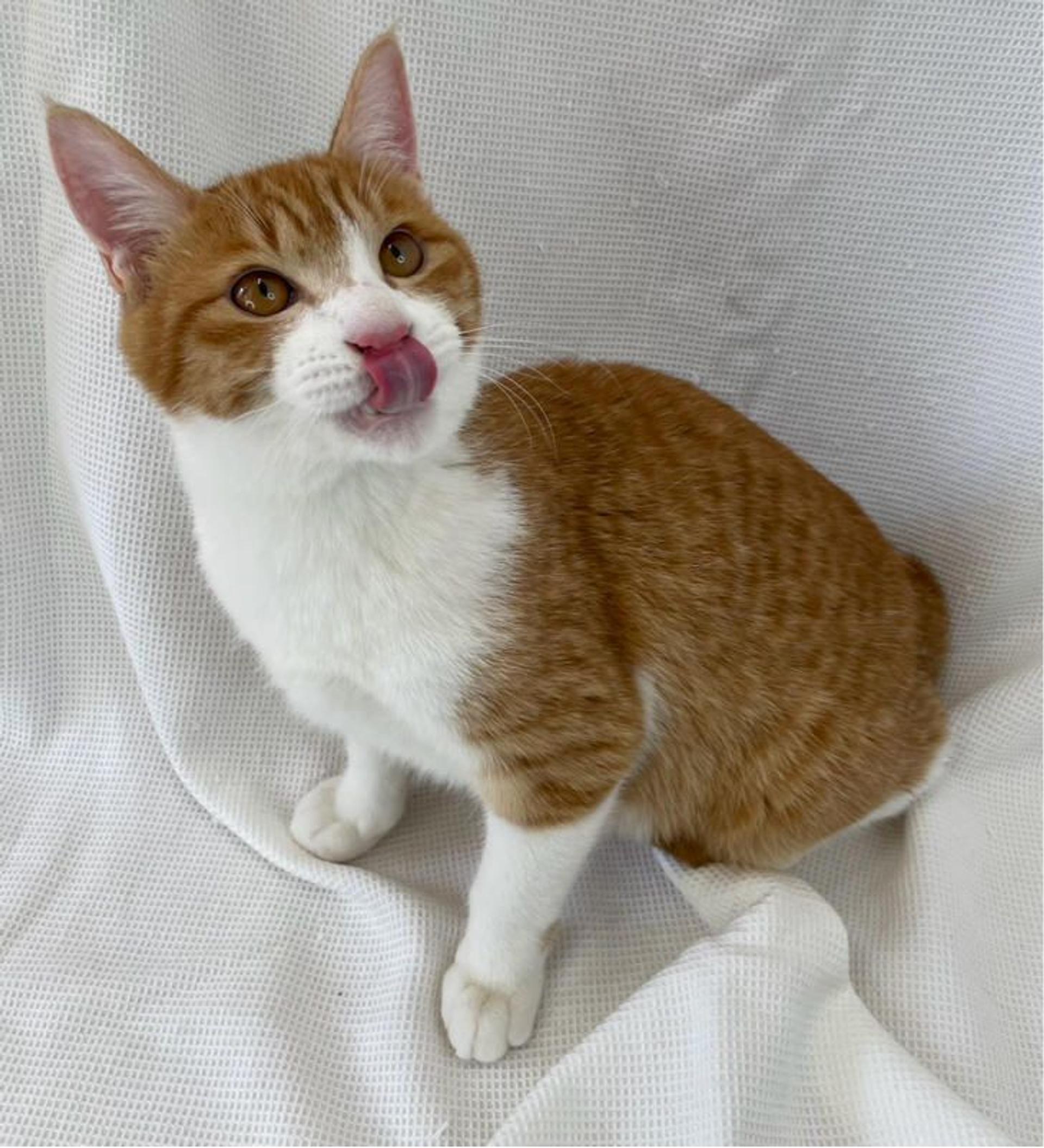 pet-image-4