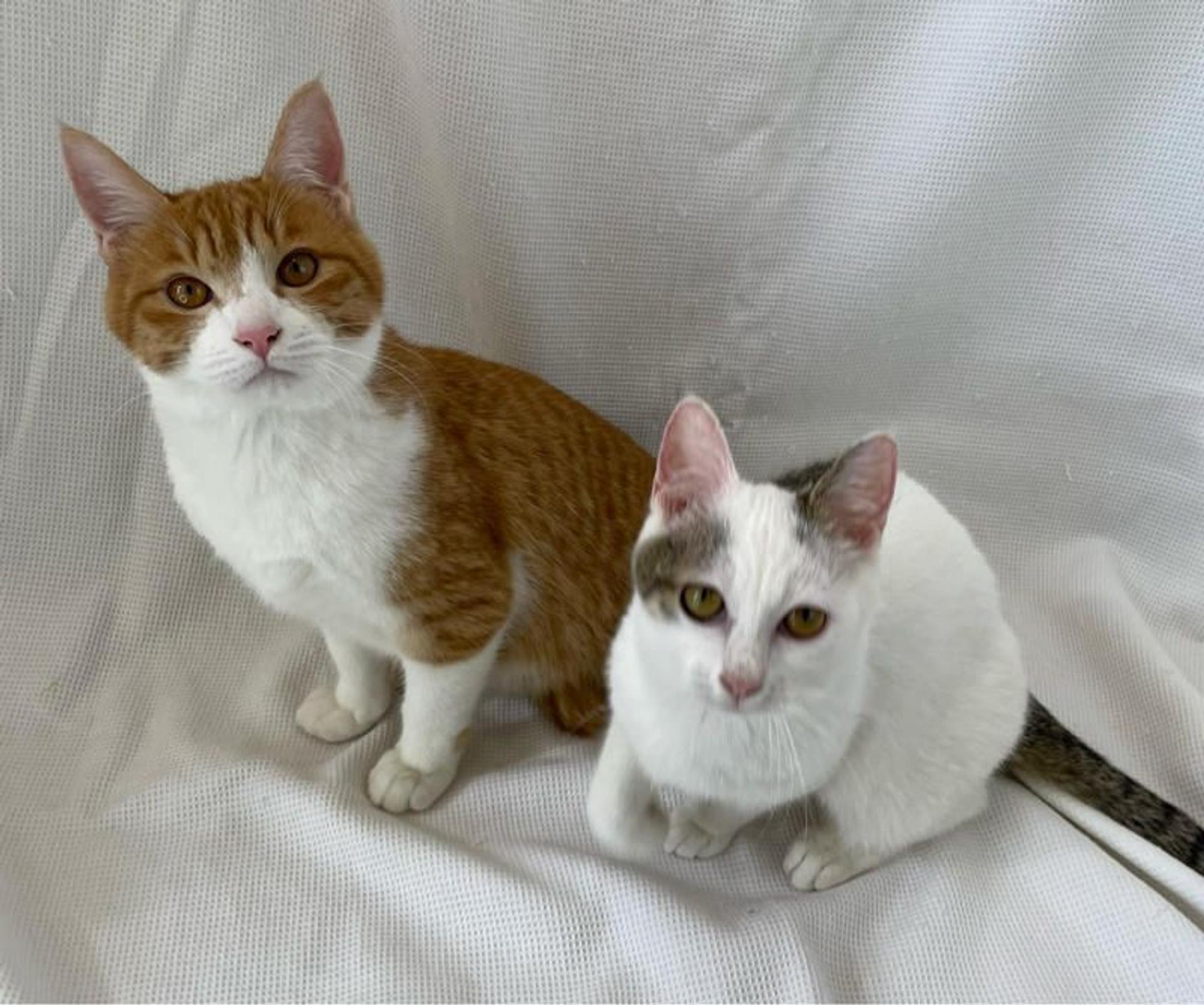 pet-image-5