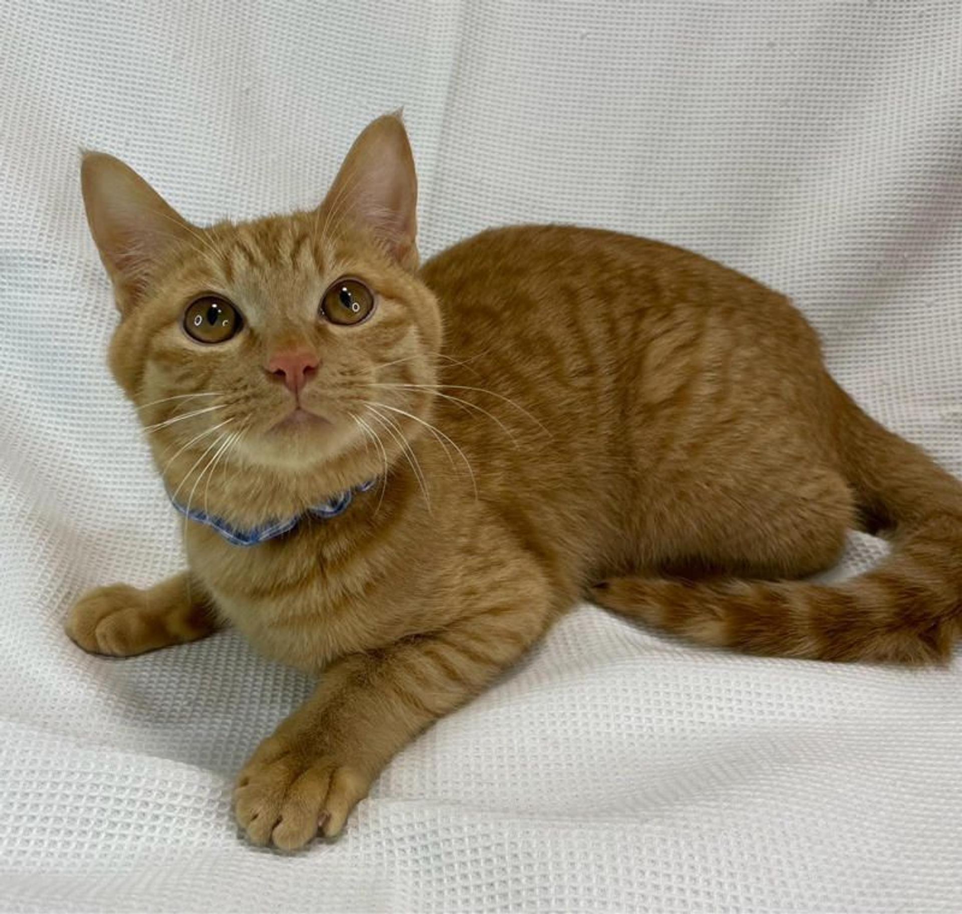 pet-image-3