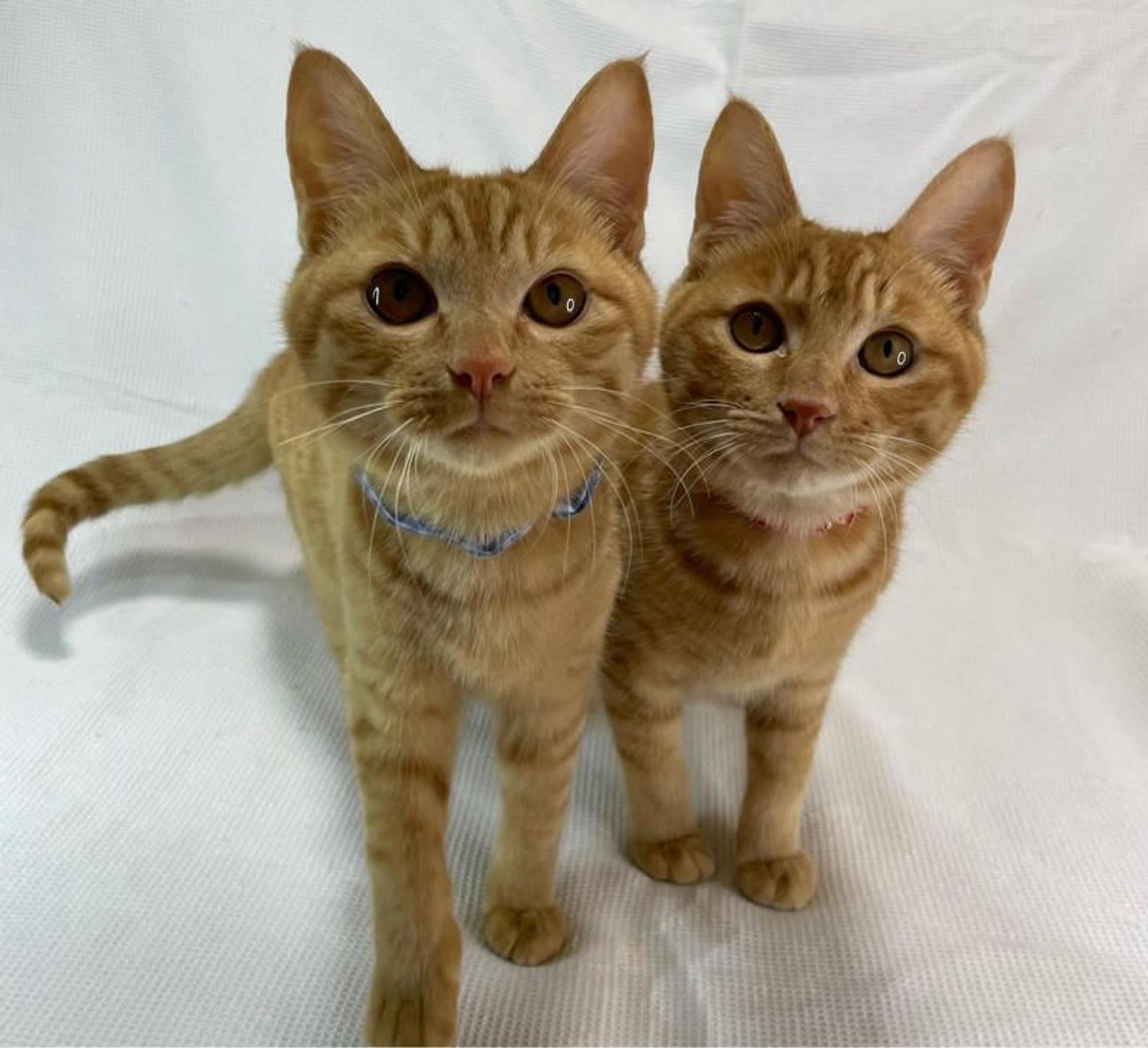 pet-image-5