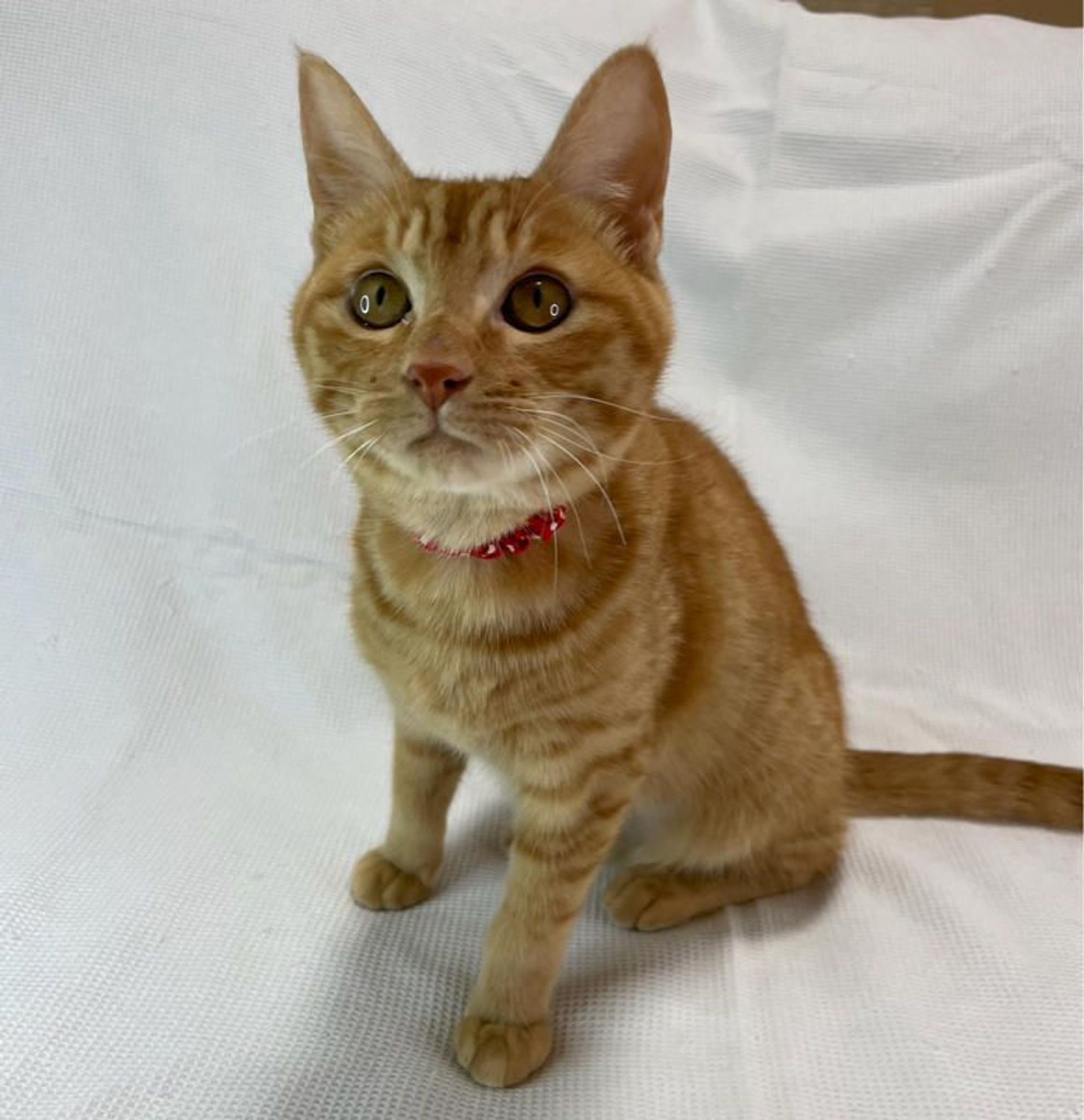 雑種（ミックス猫）・メスの里親募集の写真